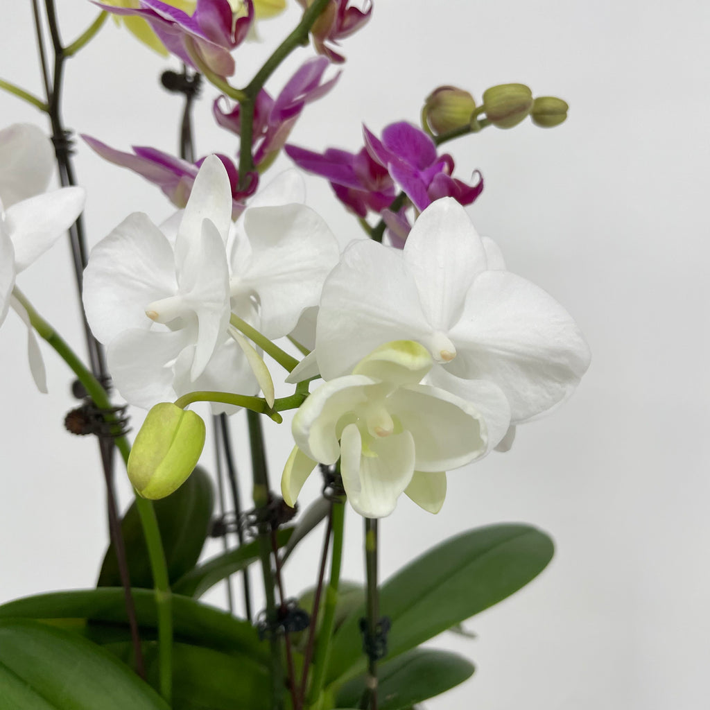 3 Orchids Huat Bundle [Silver Medium Pot | Est. 50cm Height ]