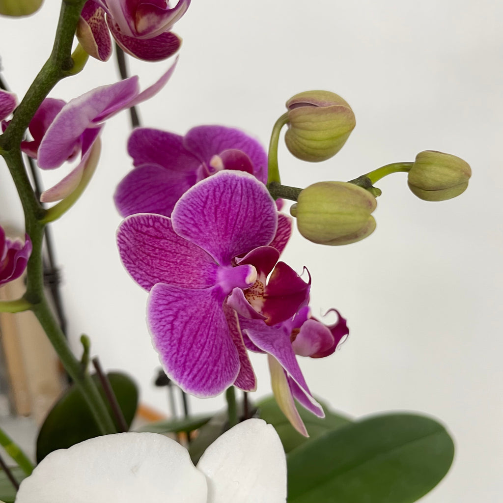 3 Orchids Huat Bundle [Silver Medium Pot | Est. 50cm Height ]