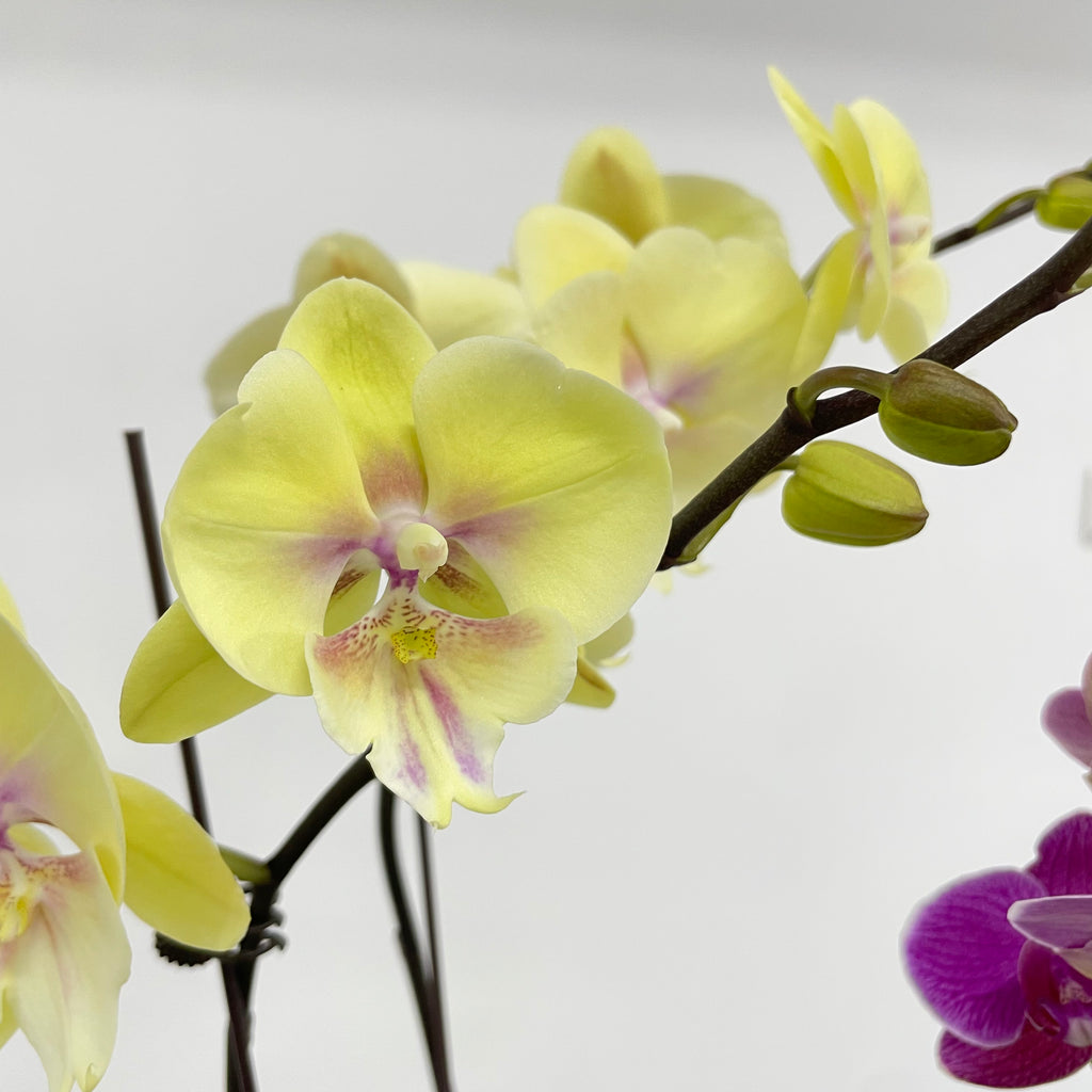 3 Orchids Huat Bundle [Silver Medium Pot | Est. 50cm Height ]