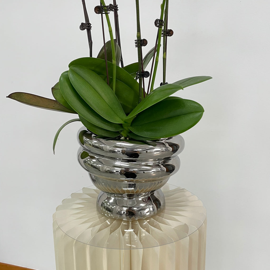 3 Orchids Huat Bundle [Silver Medium Pot | Est. 50cm Height ]