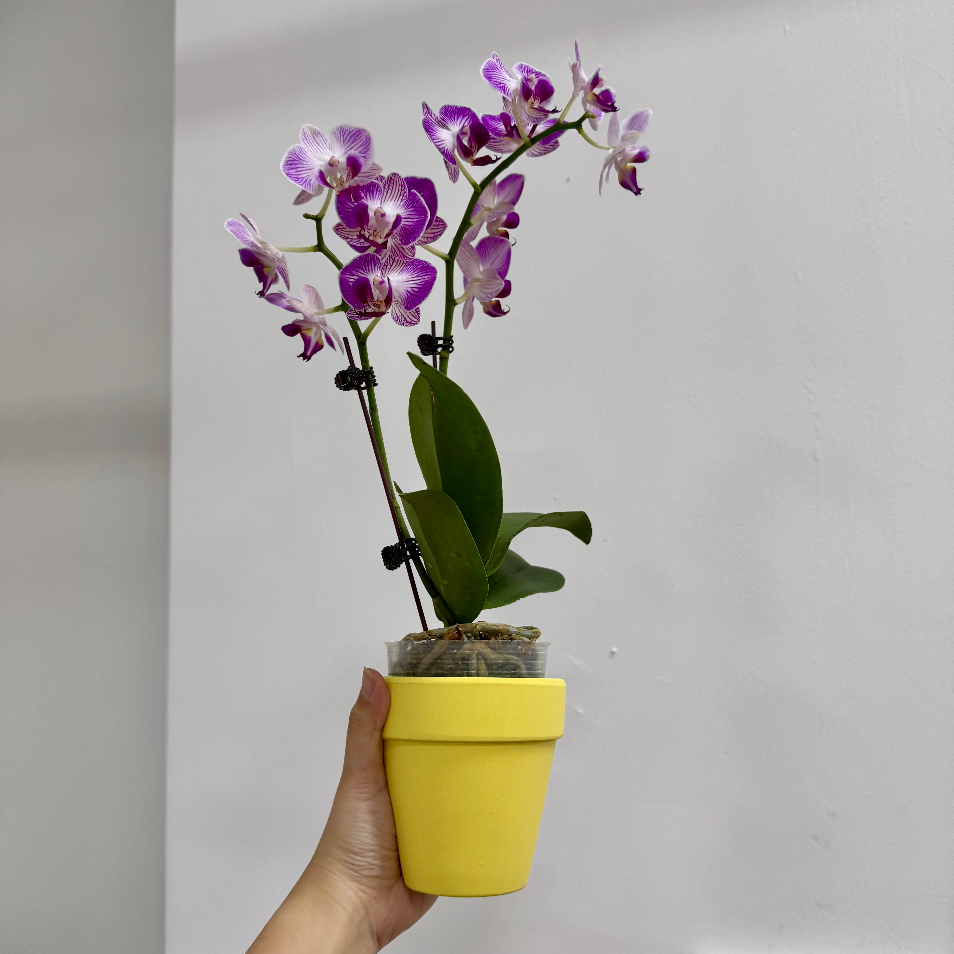 CNY Live Orchid Special [ *YELLOW* POT | CNY Specials ]