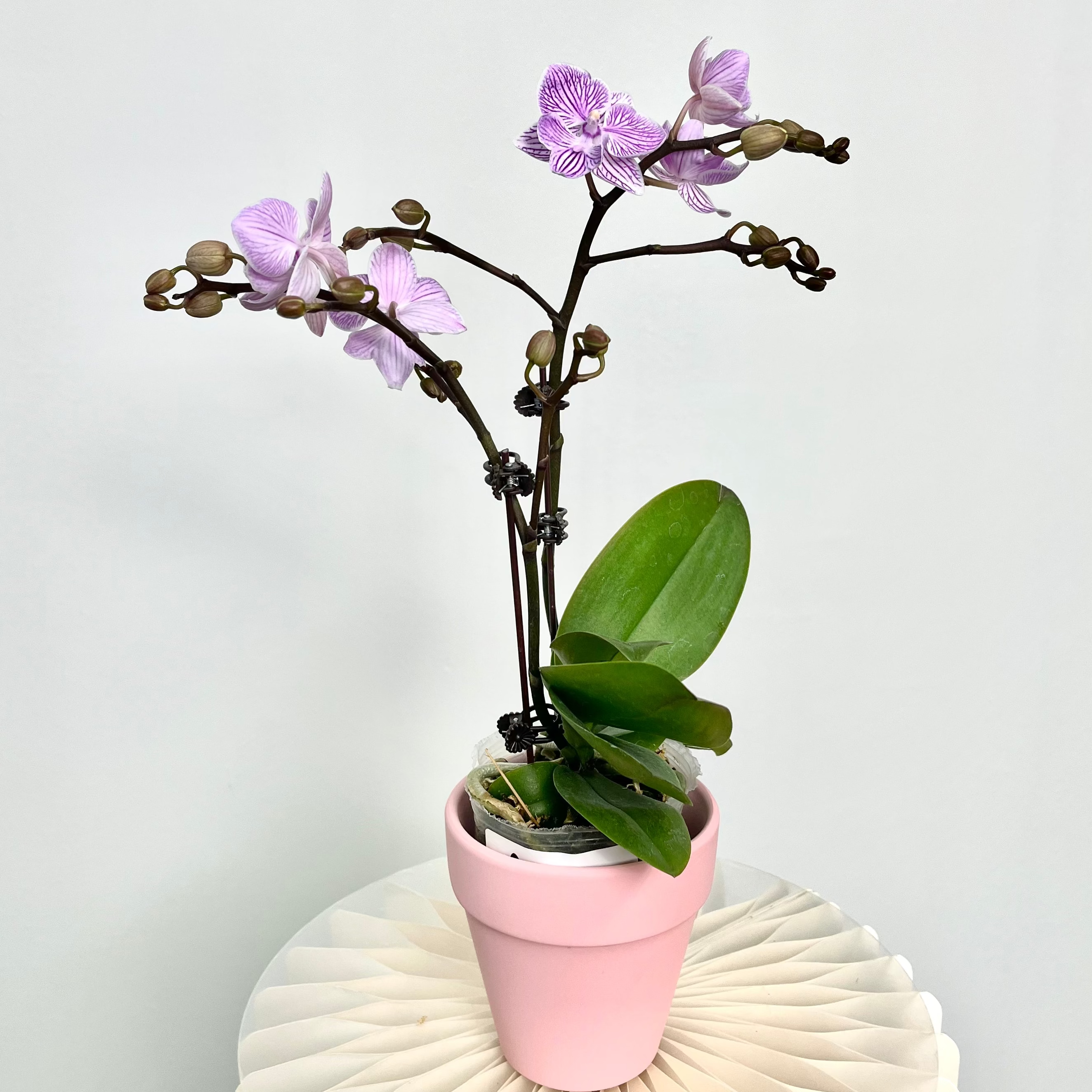 Blessberry [ Purple & White | est. 45 cm Height | Live Orchids ]
