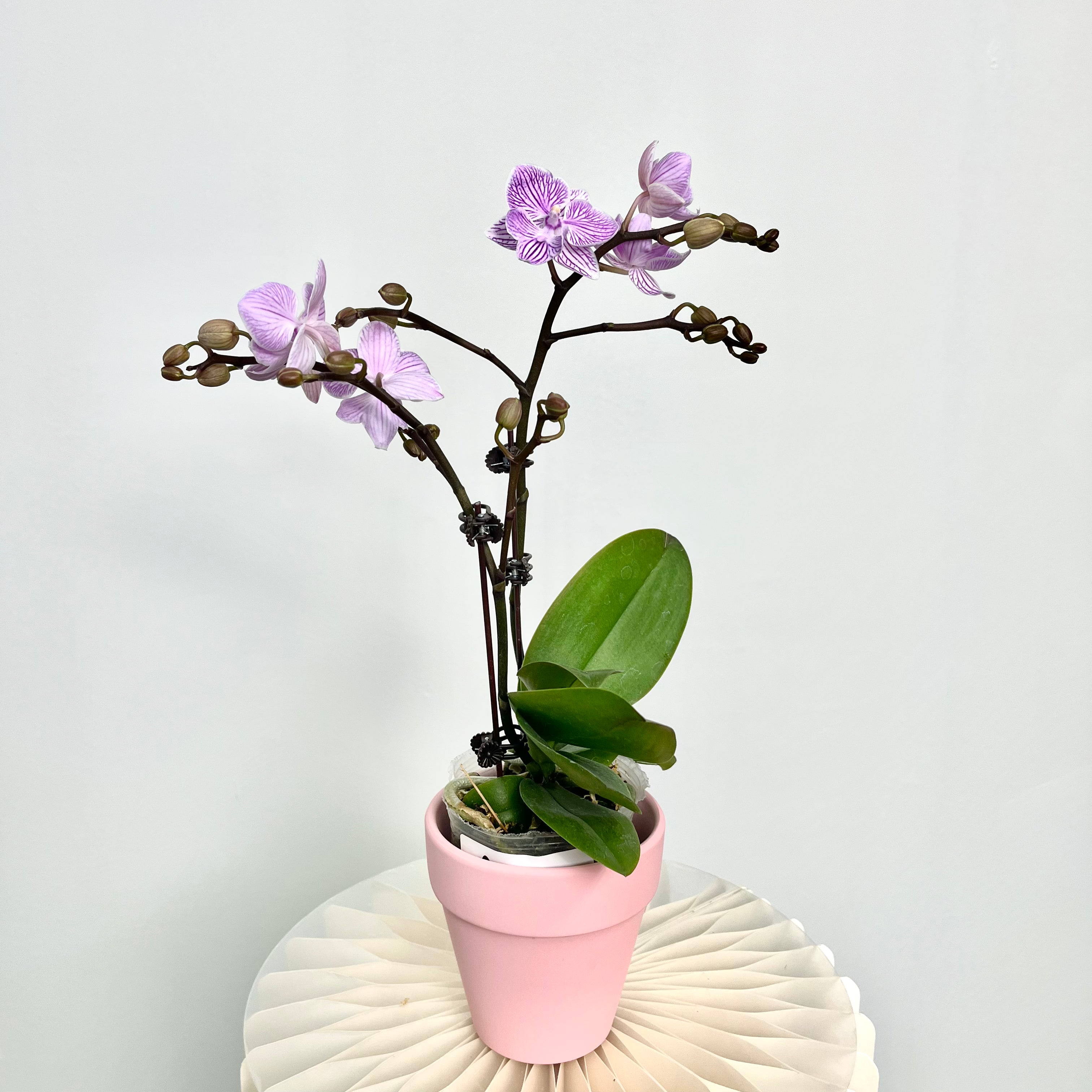 Blessberry [ Purple & White | est. 45 cm Height | Live Orchids ]