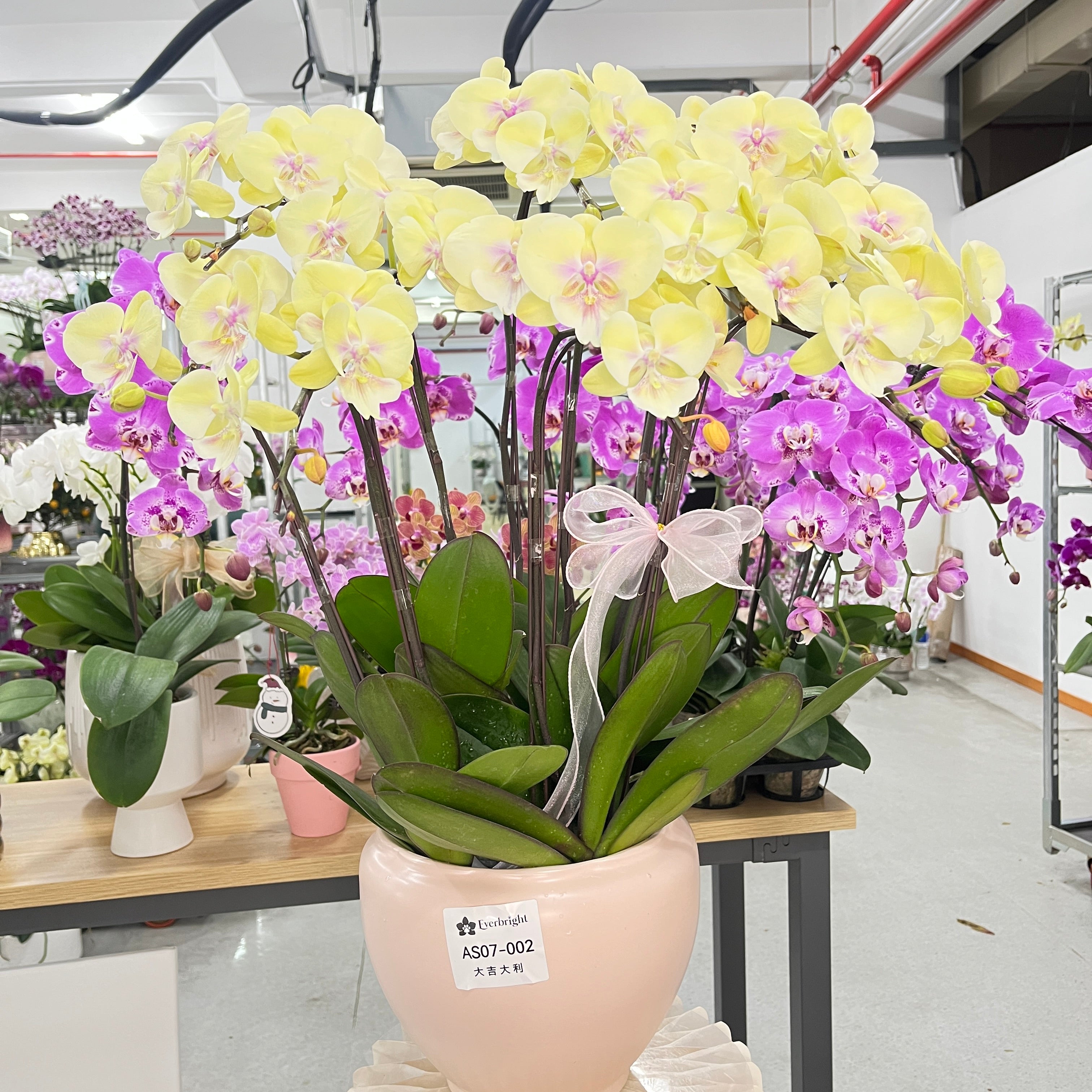 Lucky Gold Gold [ Yellow | est. 45cm Height | Live Orchids]