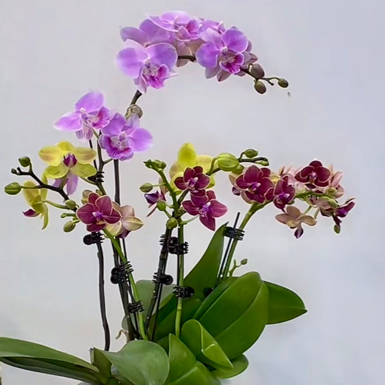 Live Orchid Arrangement [ DIY | LIVESTREAM EXCLUSIVE ]