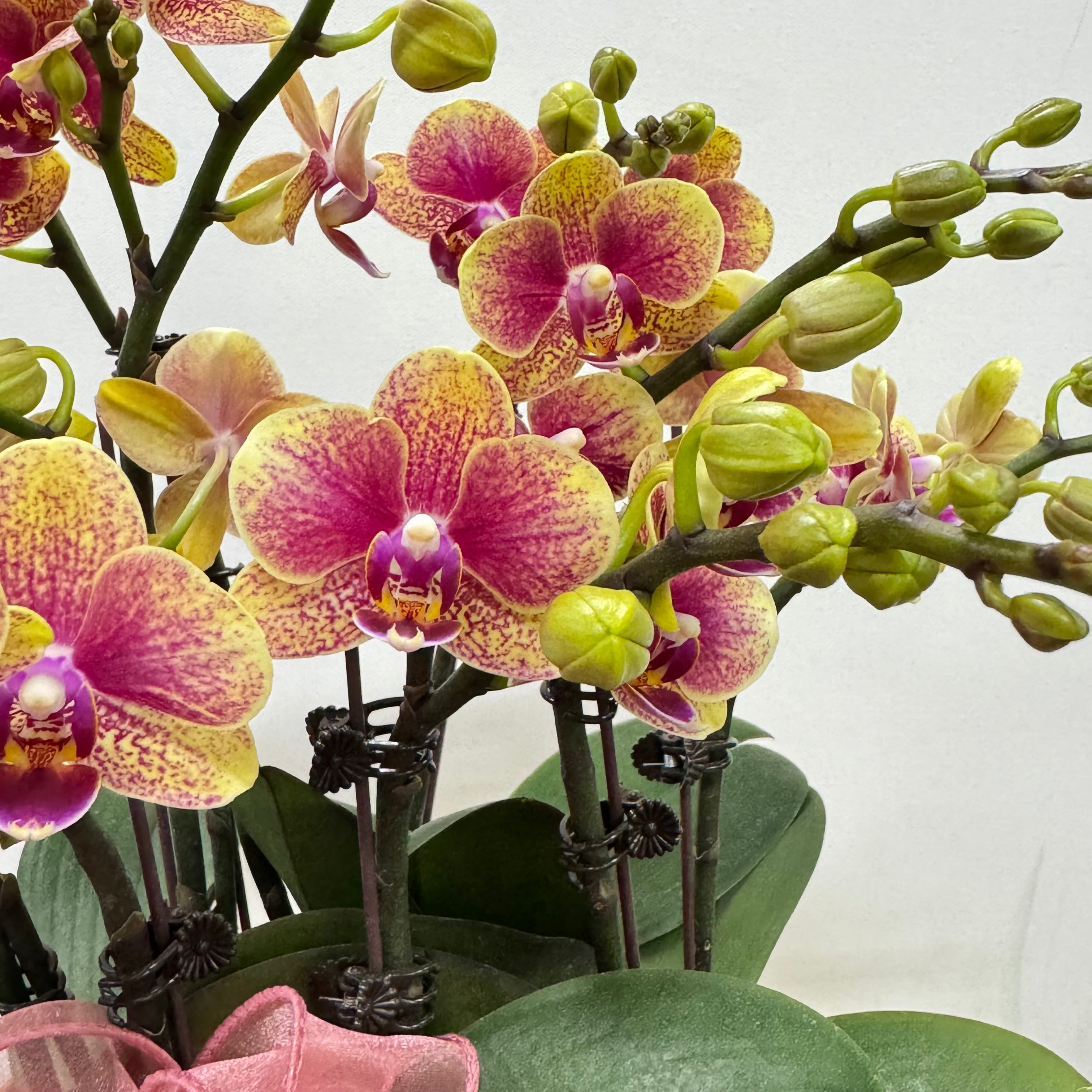 CNY Live Orchids in Gold Pots [LIVESTREAM SPECIAL]