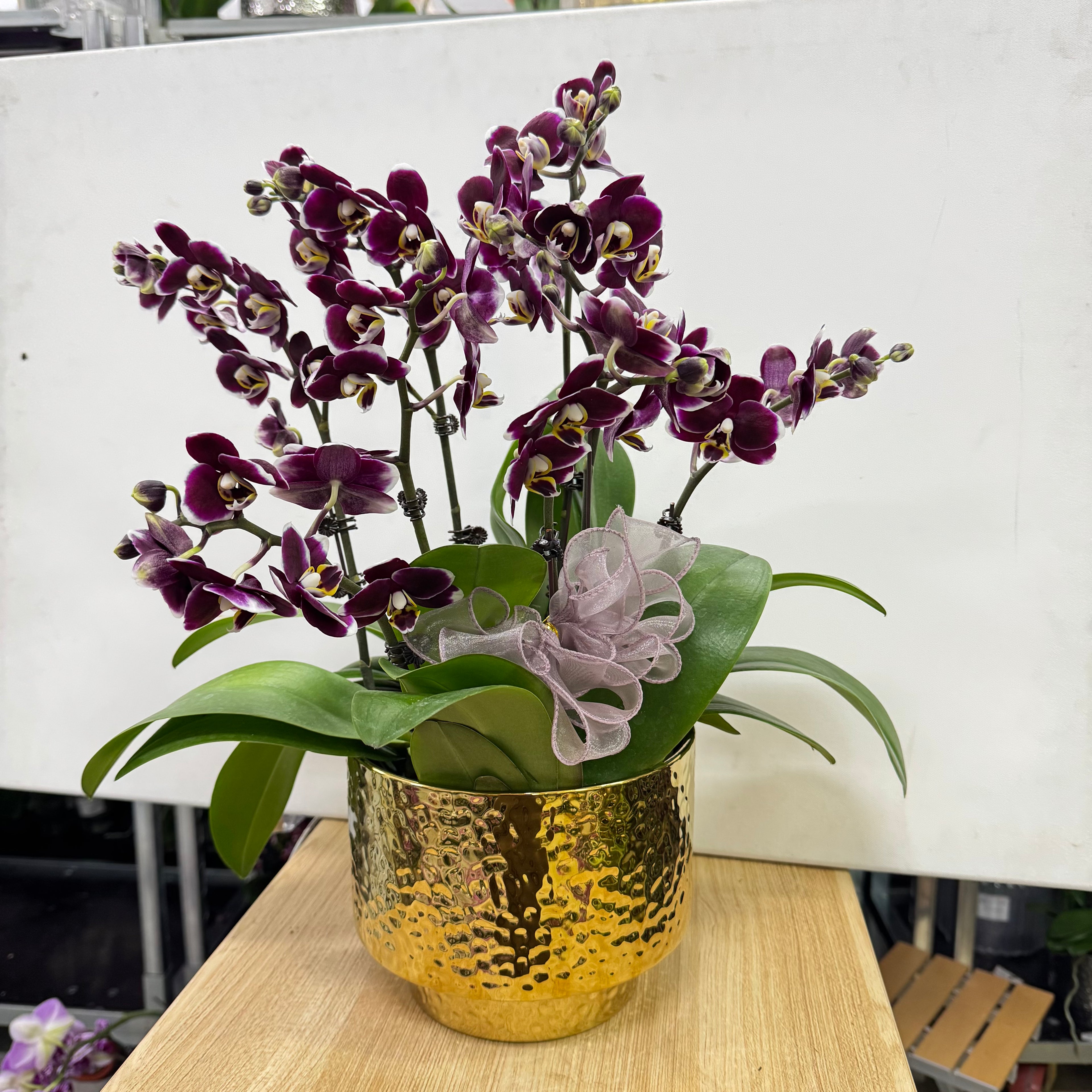 CNY Live Orchids in Gold Pots [LIVESTREAM SPECIAL]