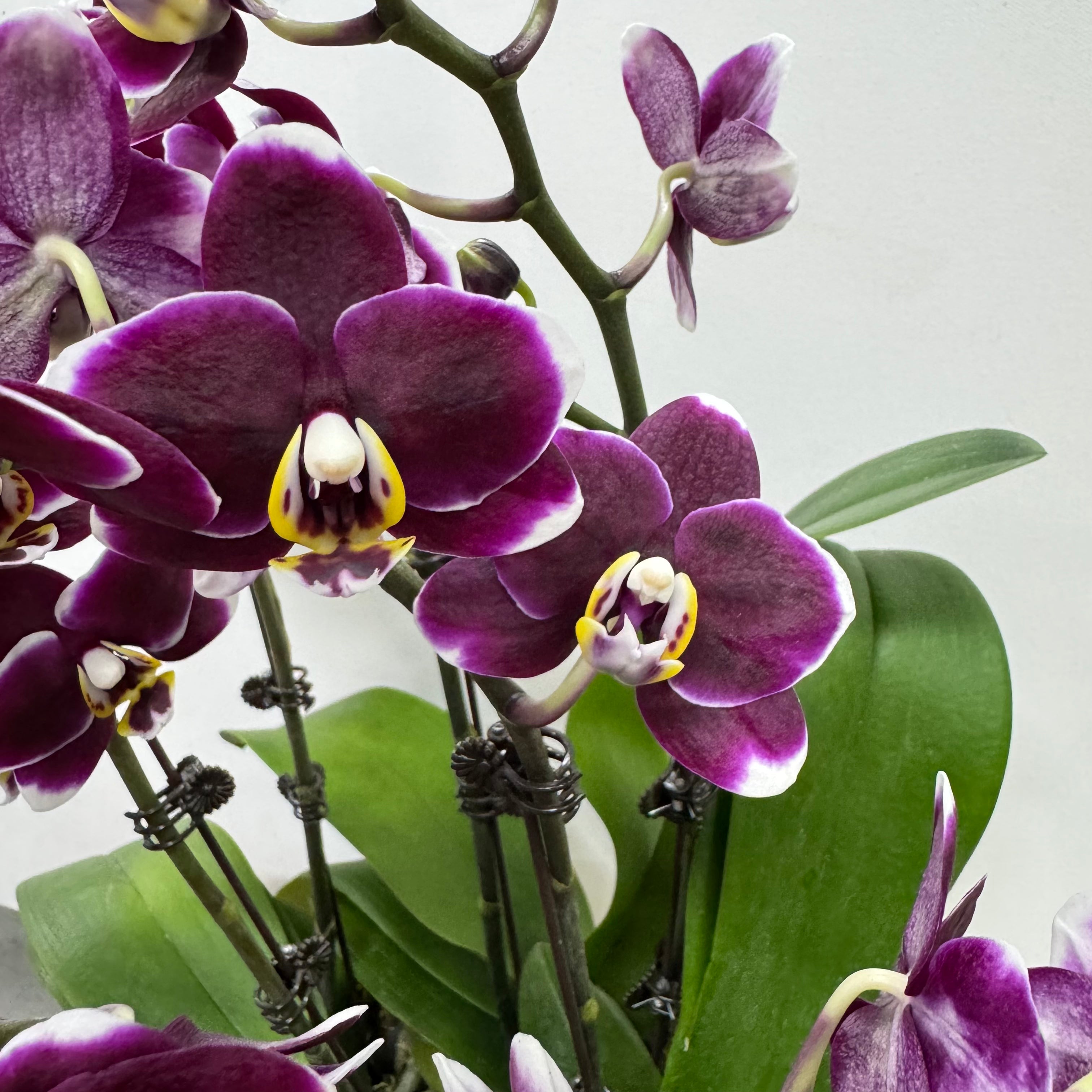 CNY Live Orchids in Gold Pots [LIVESTREAM SPECIAL]