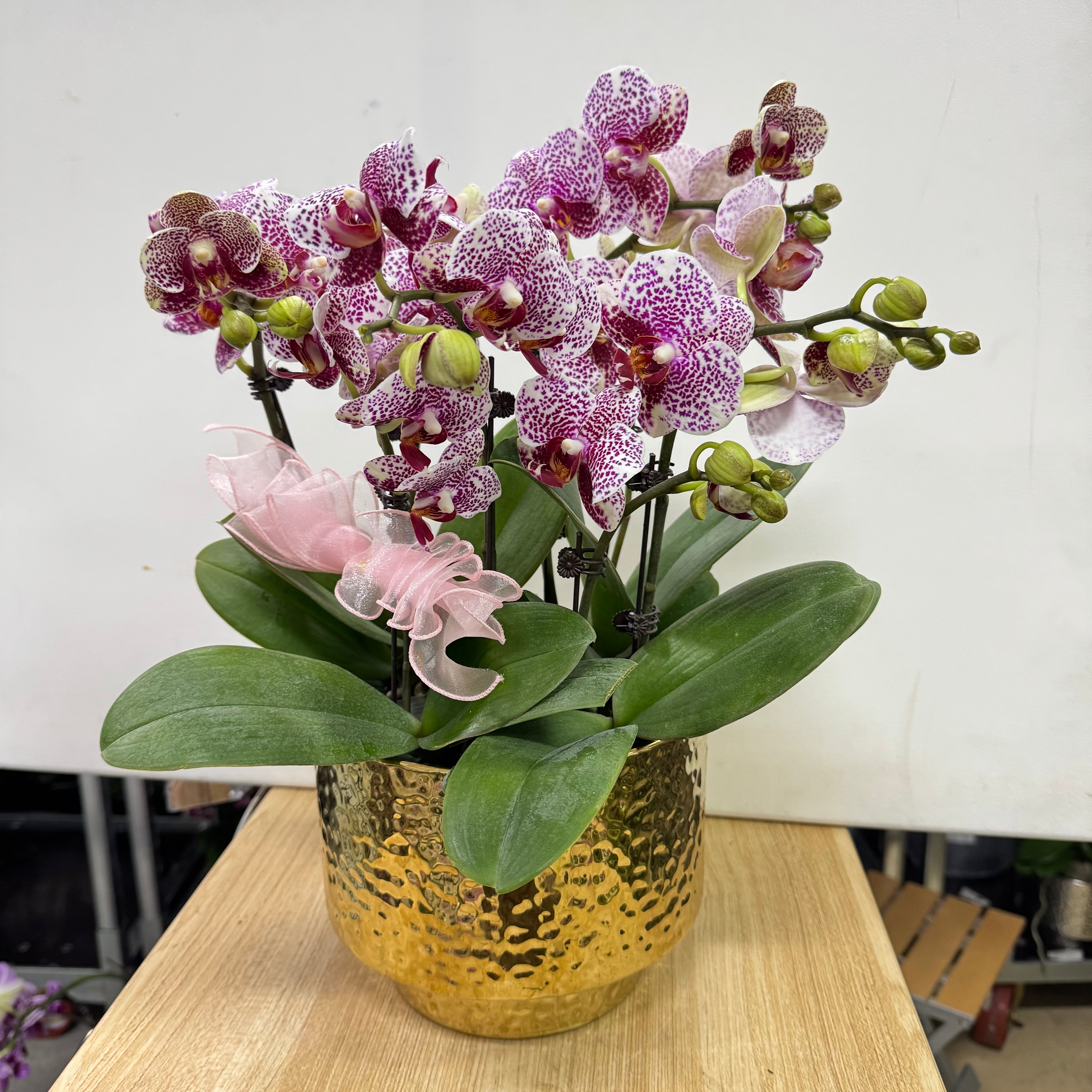 CNY Live Orchids in Gold Pots [LIVESTREAM SPECIAL]