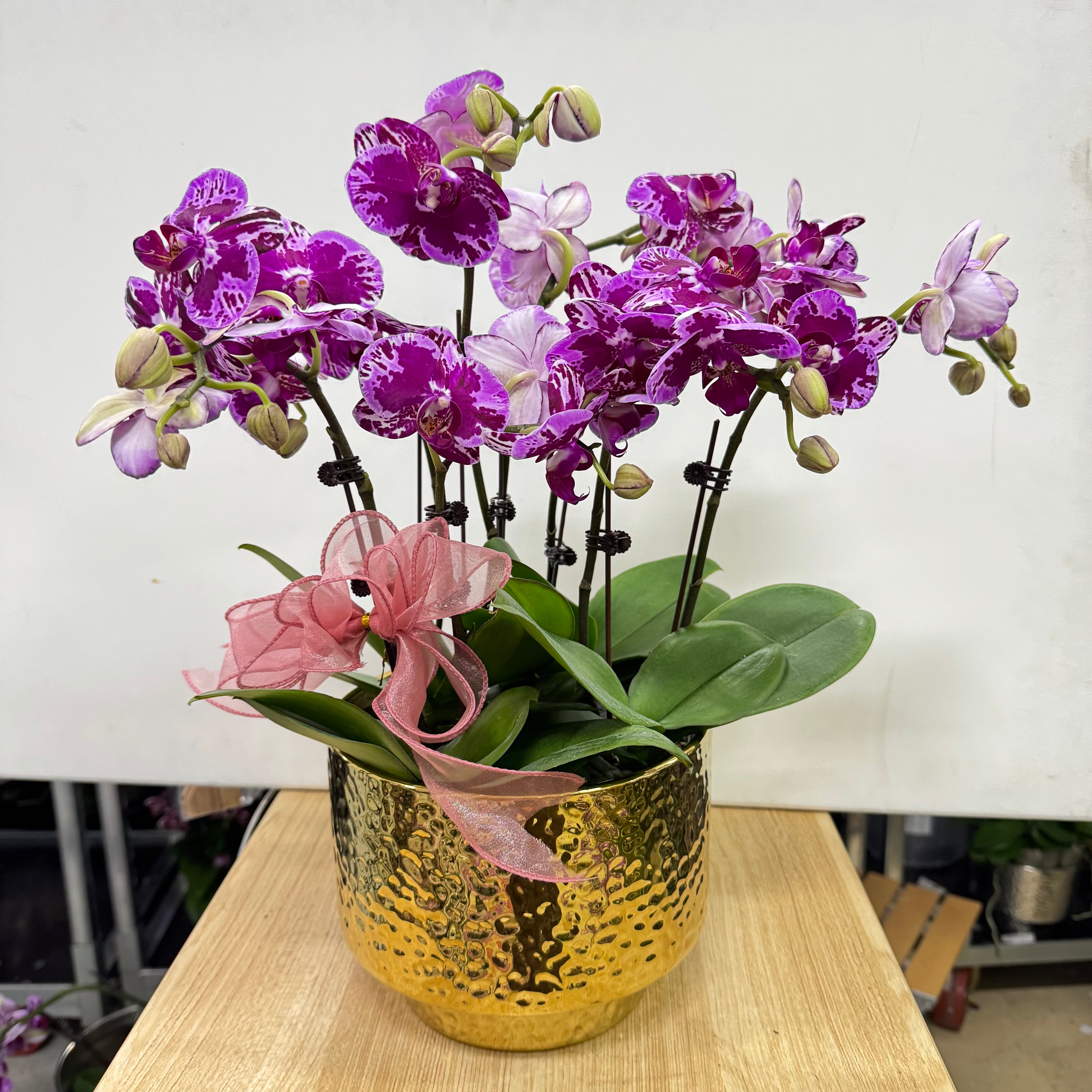 CNY Live Orchids in Gold Pots [LIVESTREAM SPECIAL]