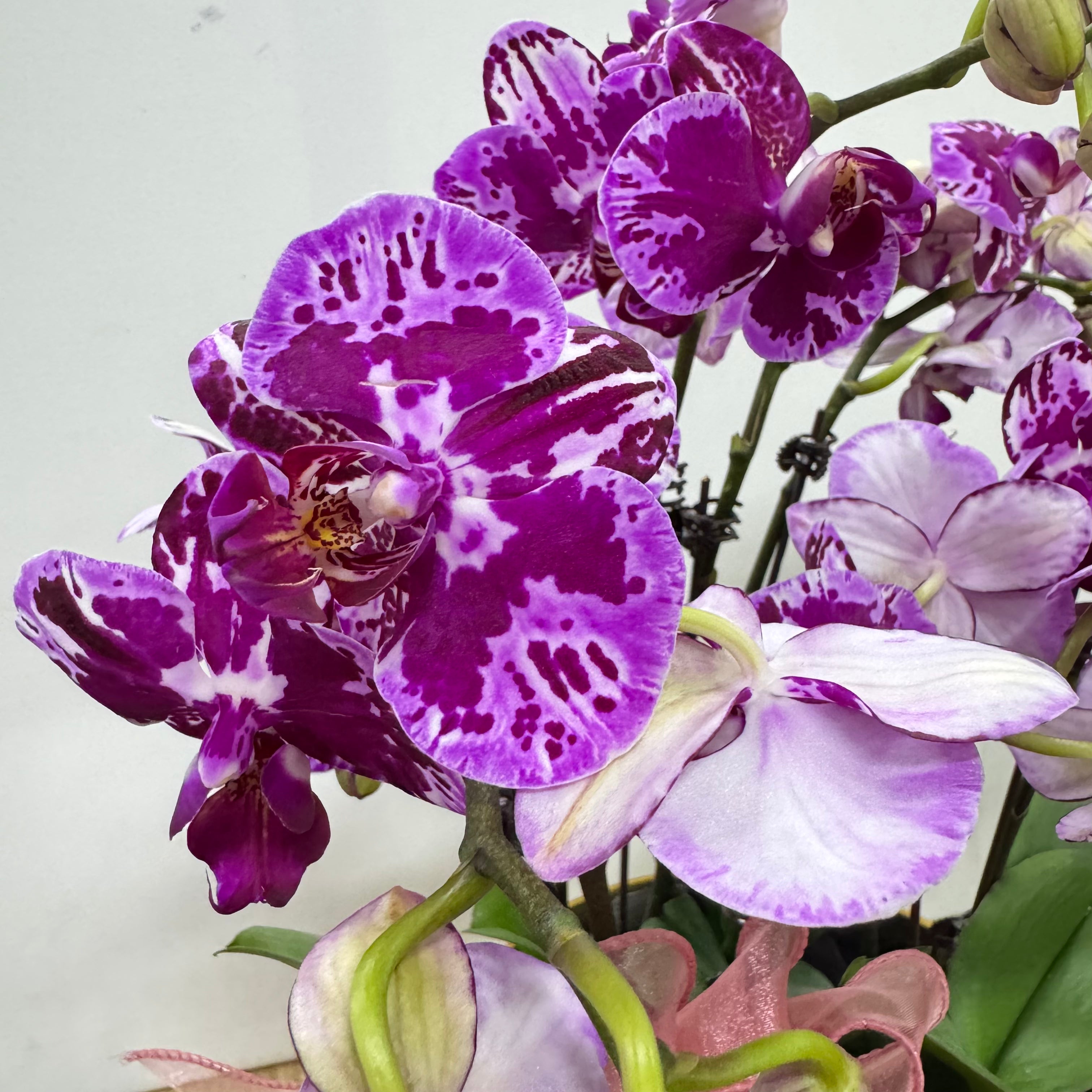 CNY Live Orchids in Gold Pots [LIVESTREAM SPECIAL]
