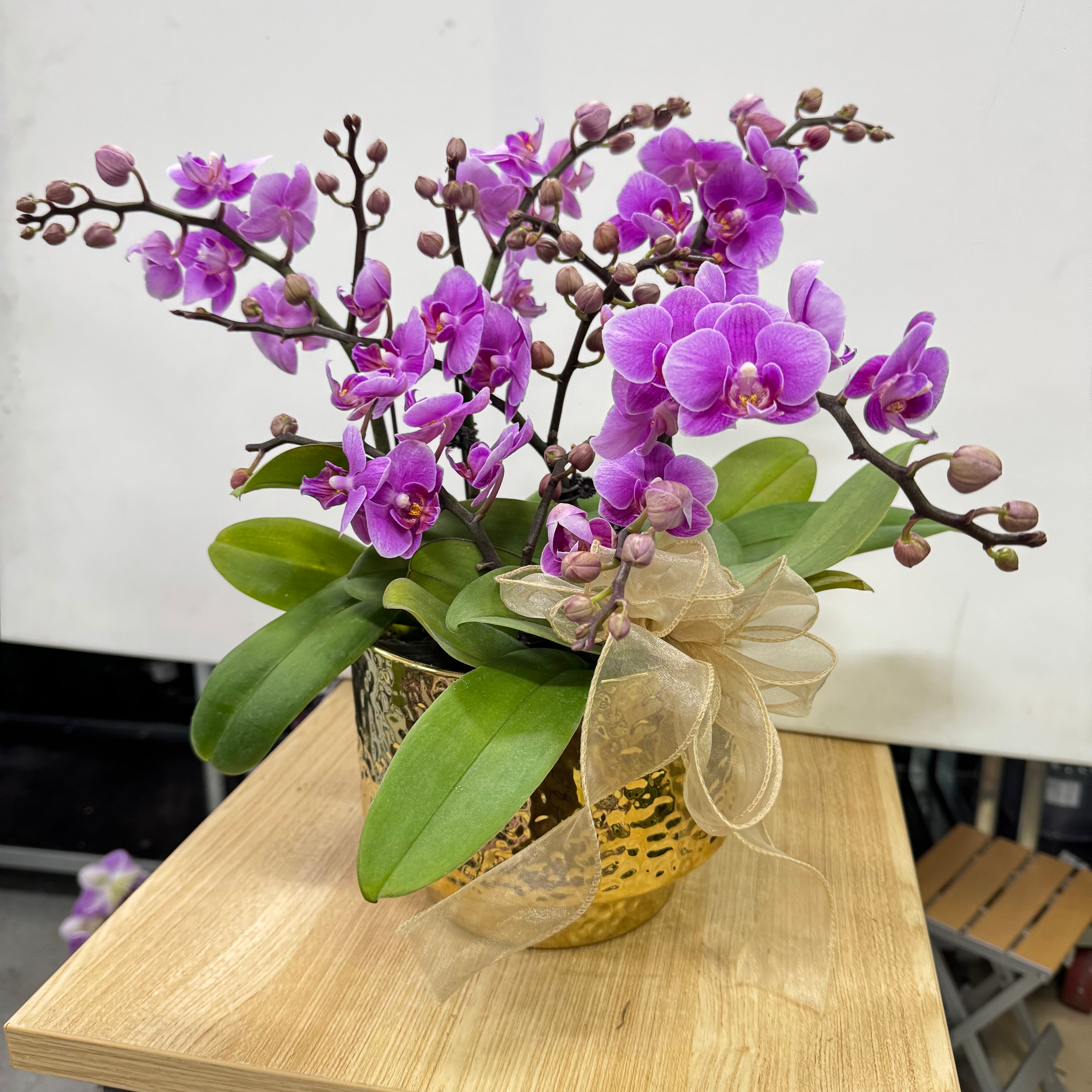 CNY Live Orchids in Gold Pots [LIVESTREAM SPECIAL]
