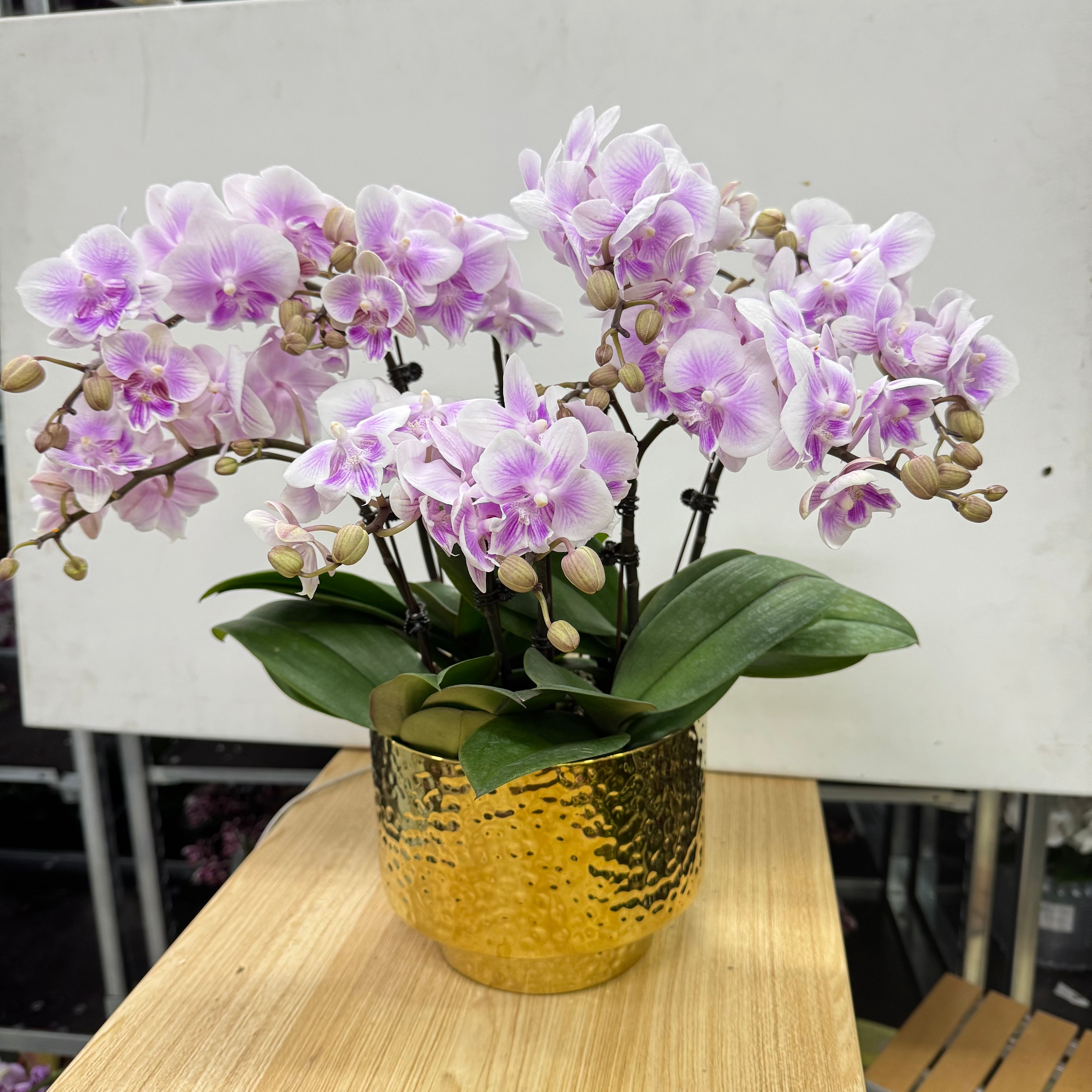 CNY Live Orchids in Gold Pots [LIVESTREAM SPECIAL]