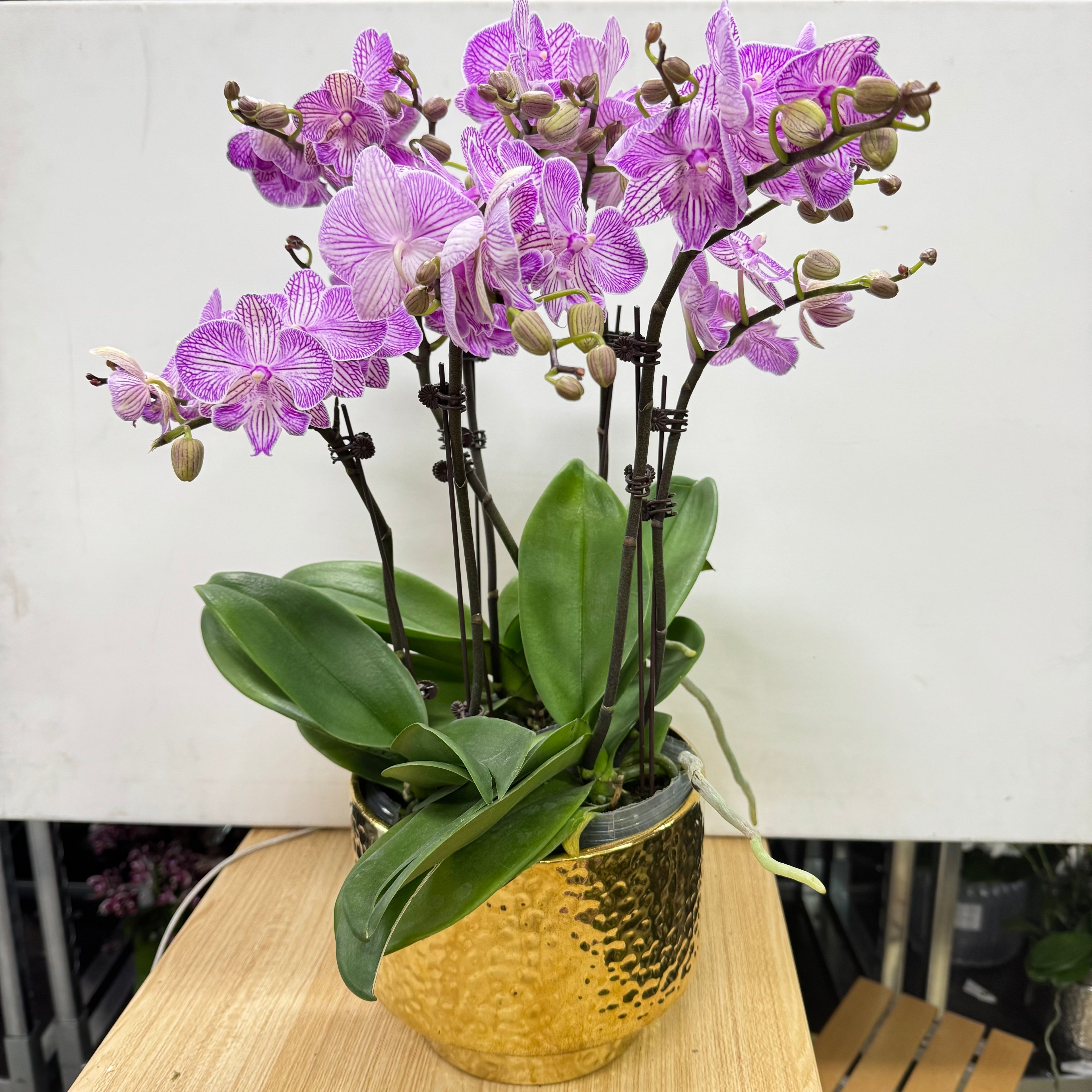 CNY Live Orchids in Gold Pots [LIVESTREAM SPECIAL]