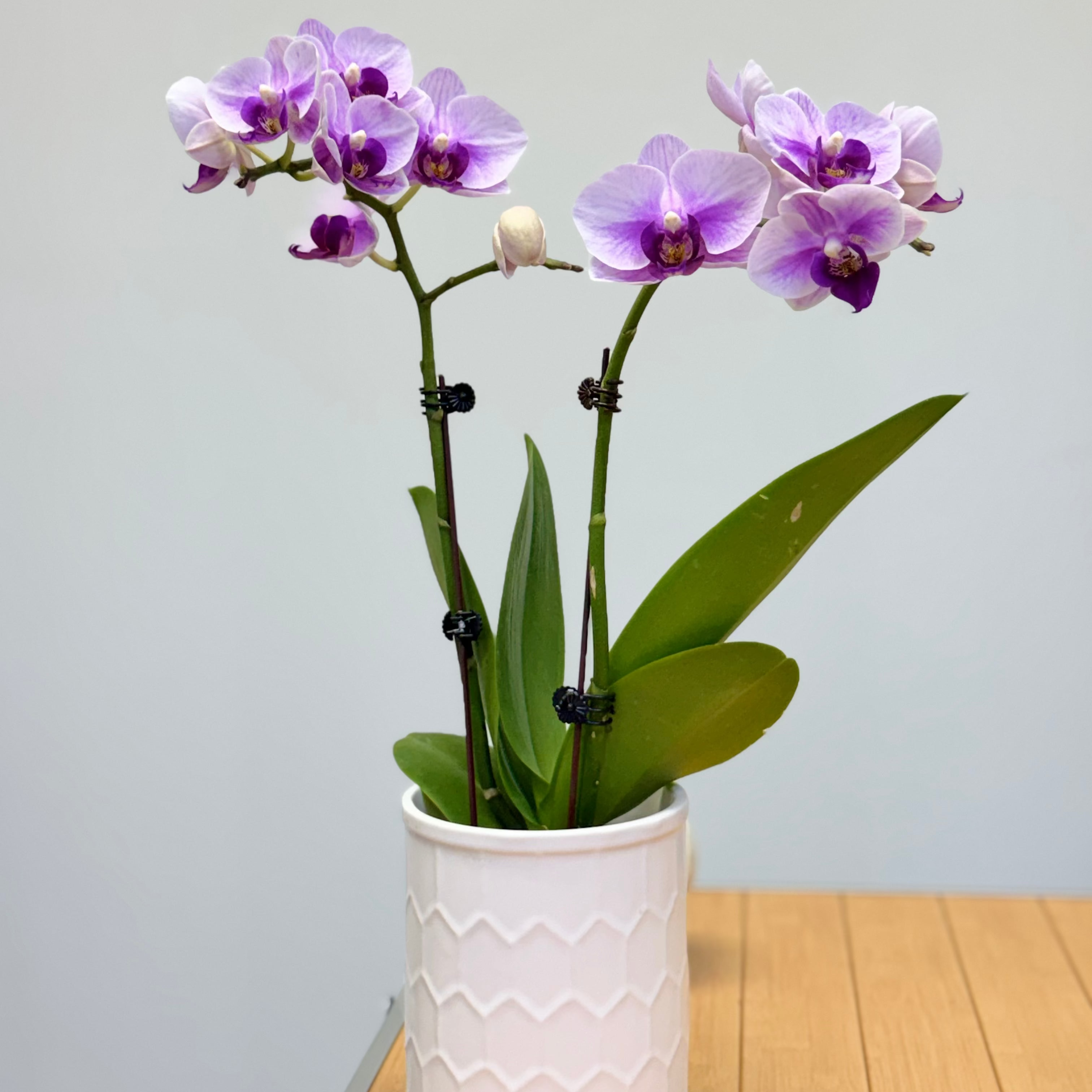 CNY Live Orchid Special [ *WHITE* POT | CNY Specials ]