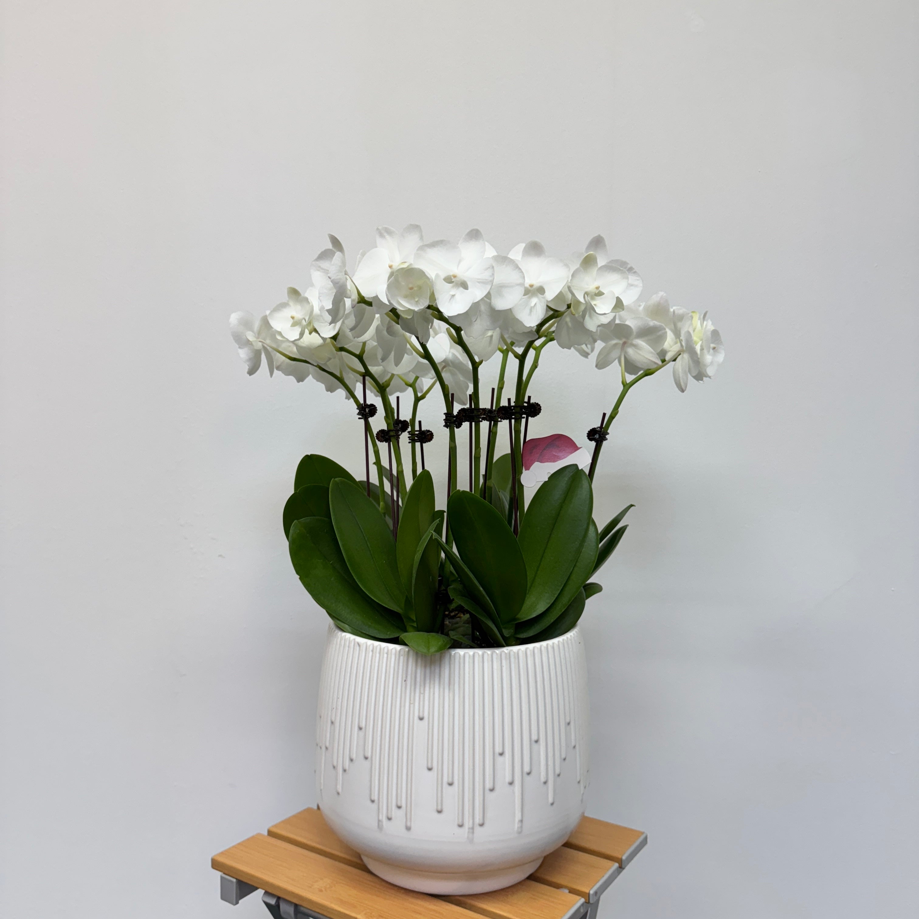 Little Pearl [ Pure White | est. 45 cm Height | Live Orchids ]