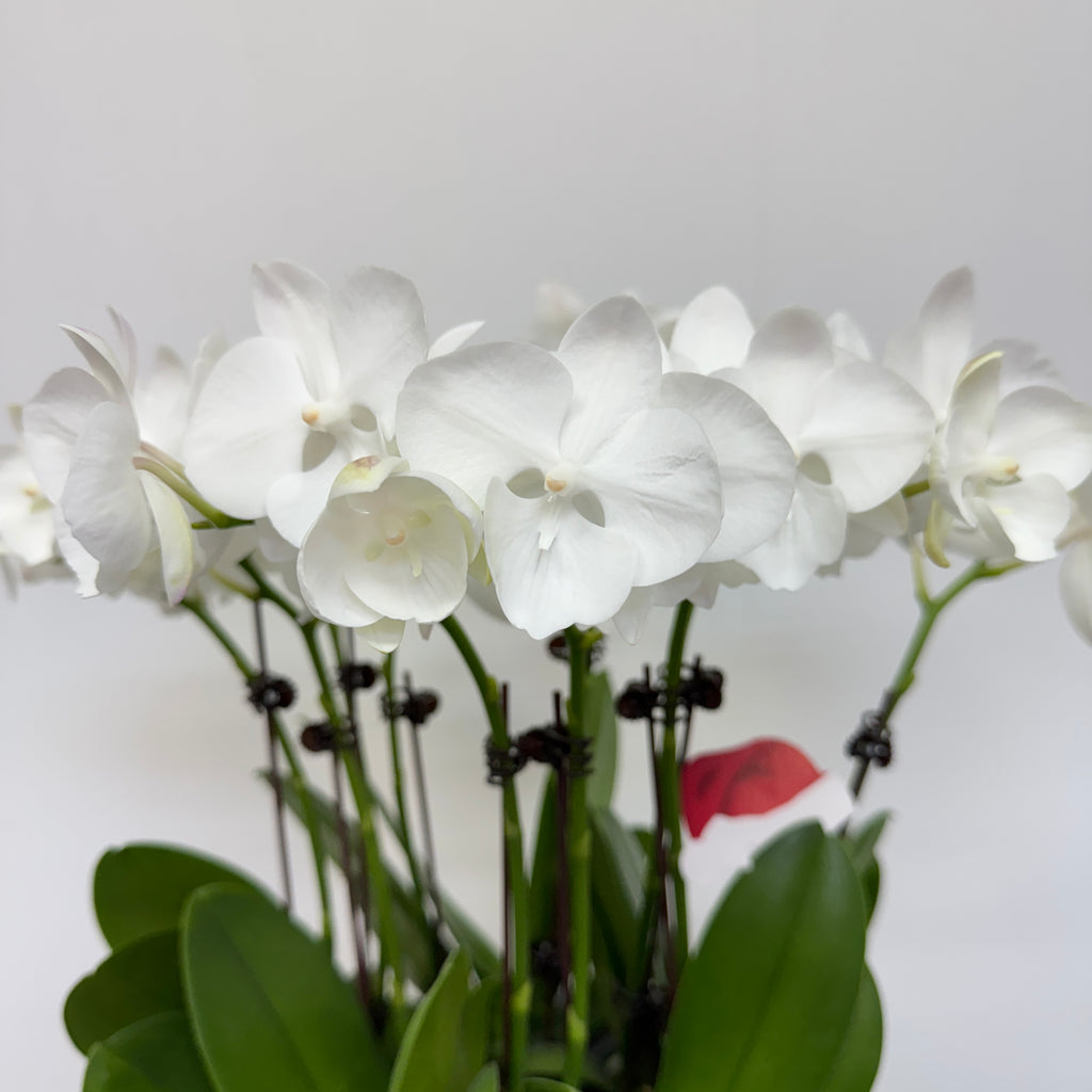 Little Pearl [ Pure White | est. 45 cm Height | Live Orchids ]