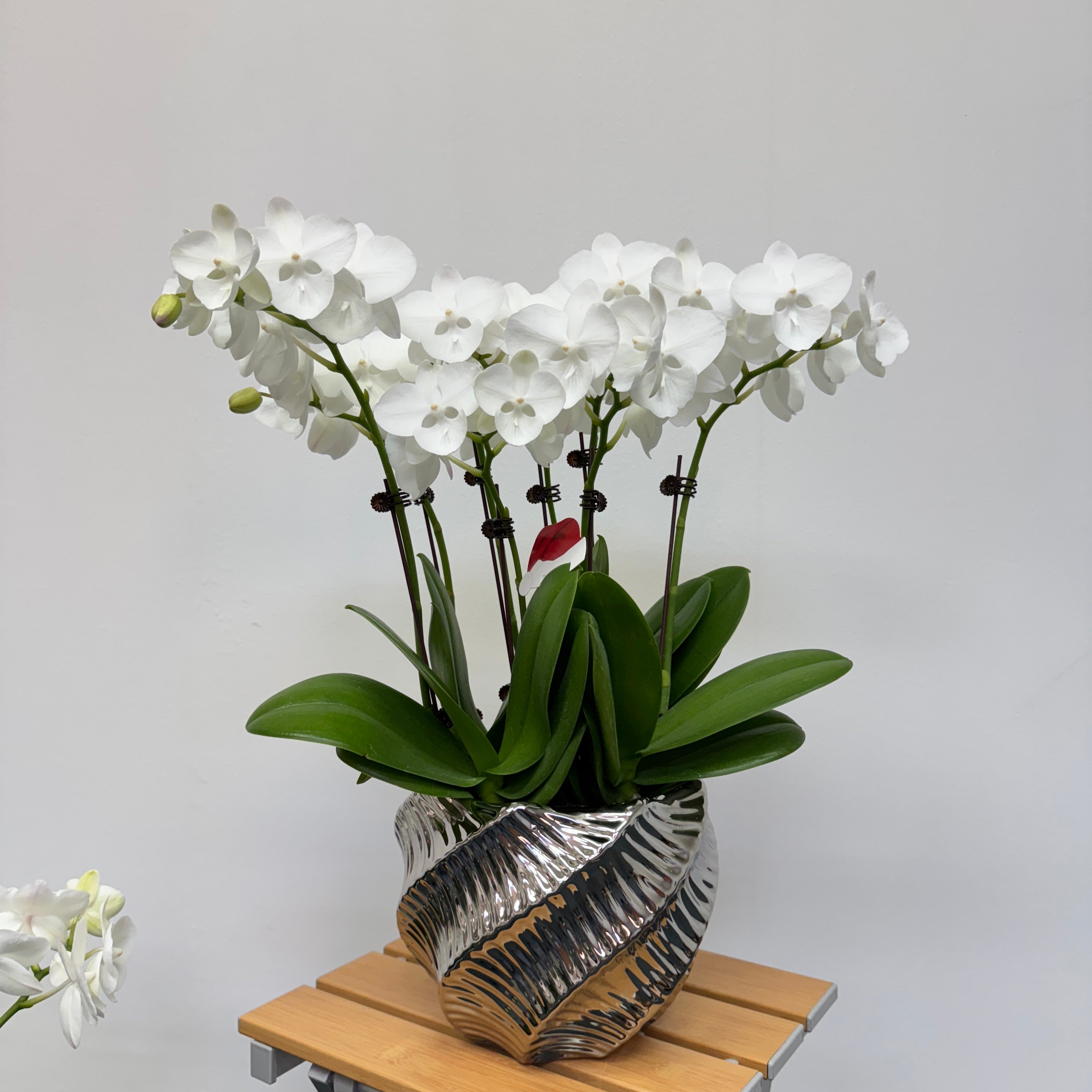 Little Pearl [ Pure White | est. 45 cm Height | Live Orchids ]