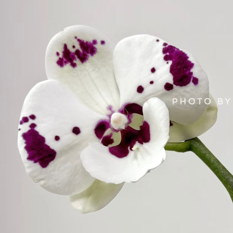 $19.90 Christmas Orchid Sprint! [ WITH PINK POT | LIVE SPECIAL | Single Orchids ]
