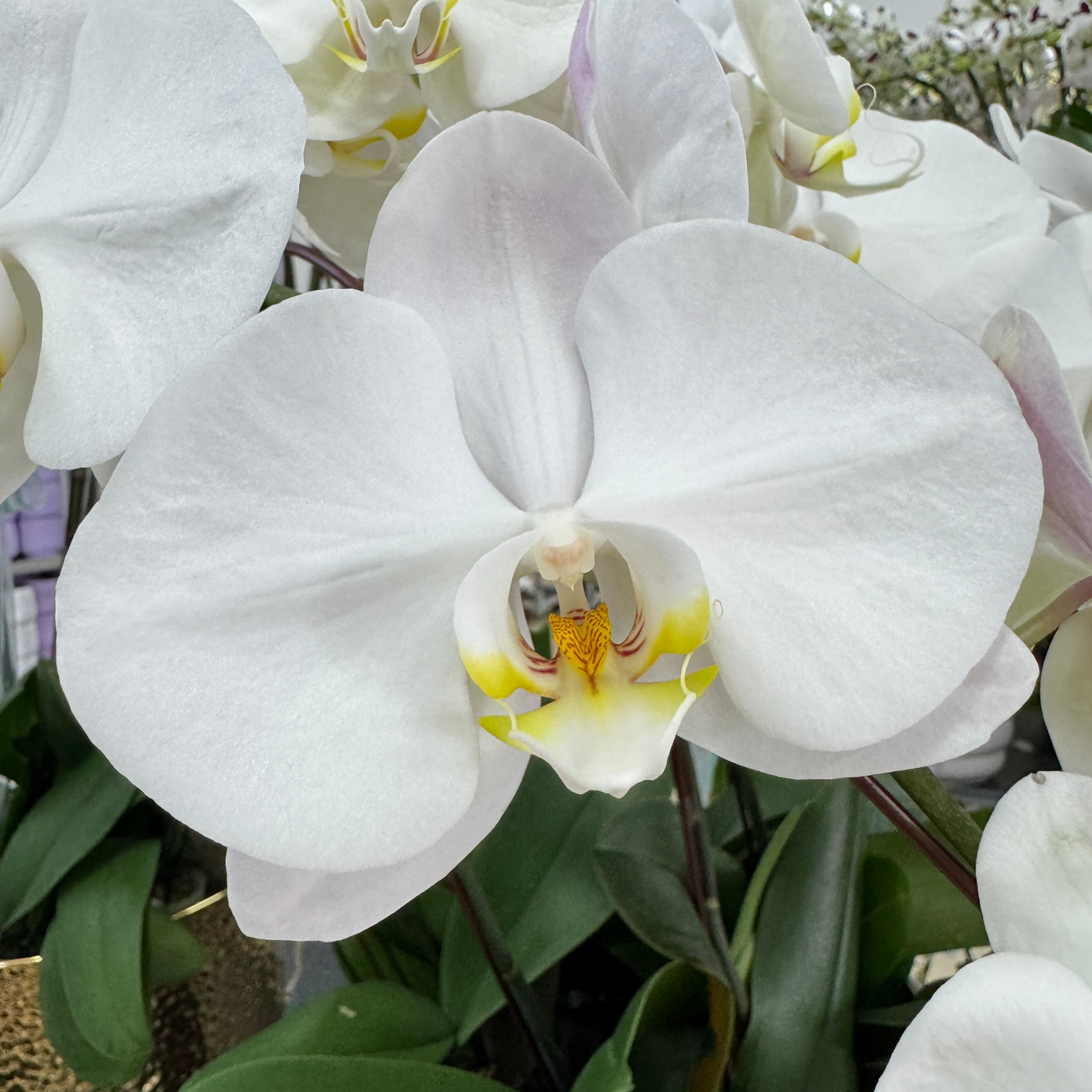 Wedding Dress [ Big White | 50 cm | Live Orchid ]