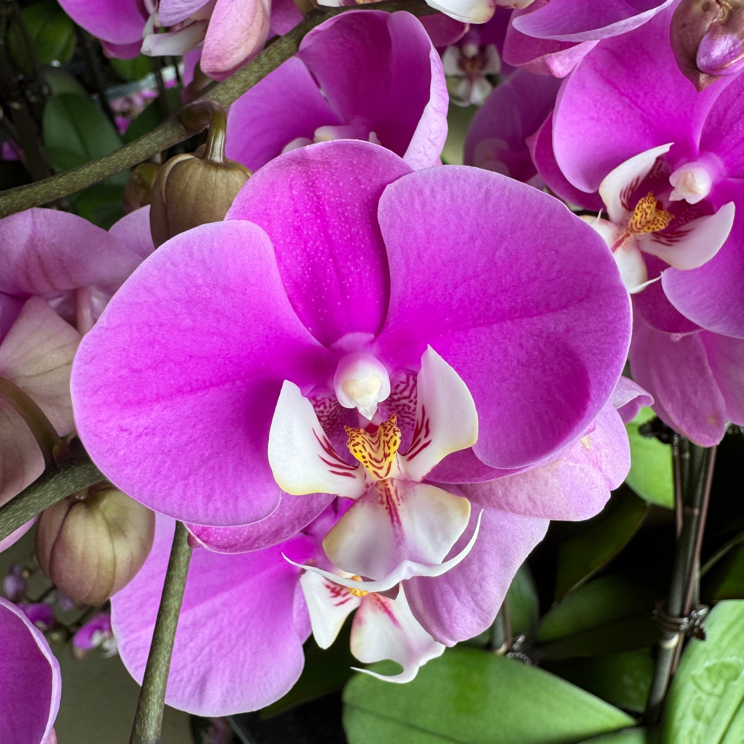 $19.9 Christmas Orchid Sprint! [ SELECT YOUR POT | LIVE SPECIAL | Single Orchids ]