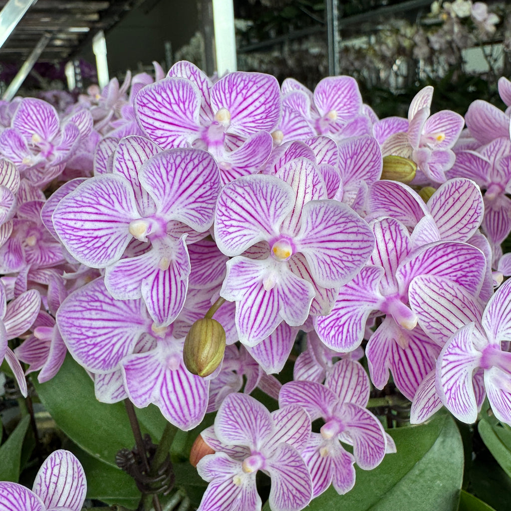 Blessberry [ Purple & White | est. 45 cm Height | Live Orchids ]