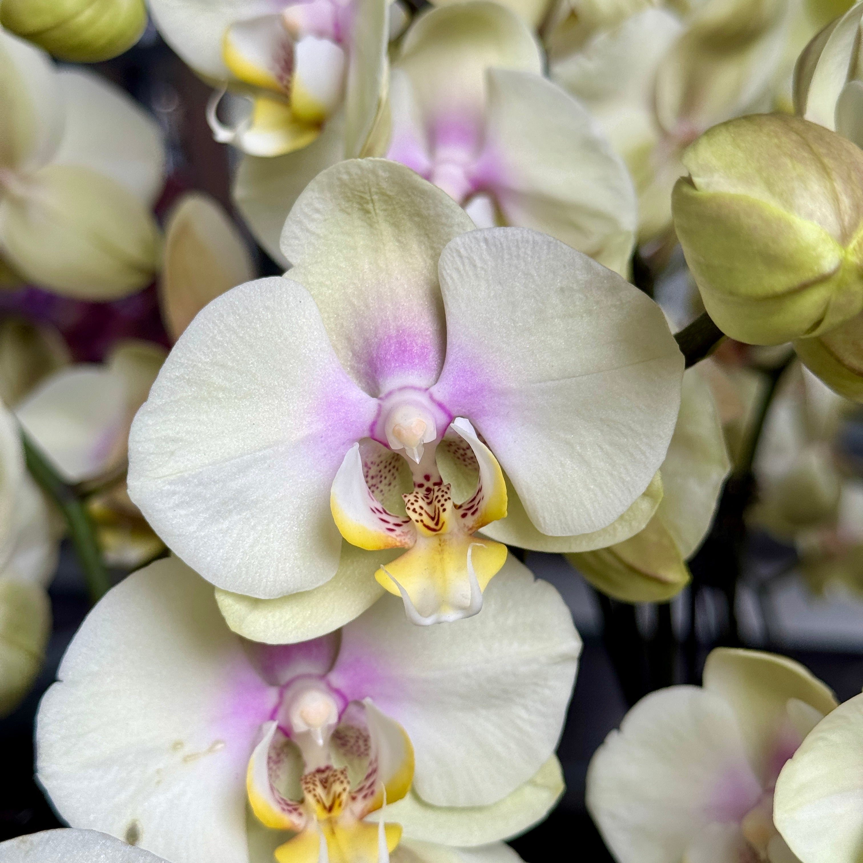Heart of Gold [ Milktea Colour | est. 45 cm Height | Live Orchids ]