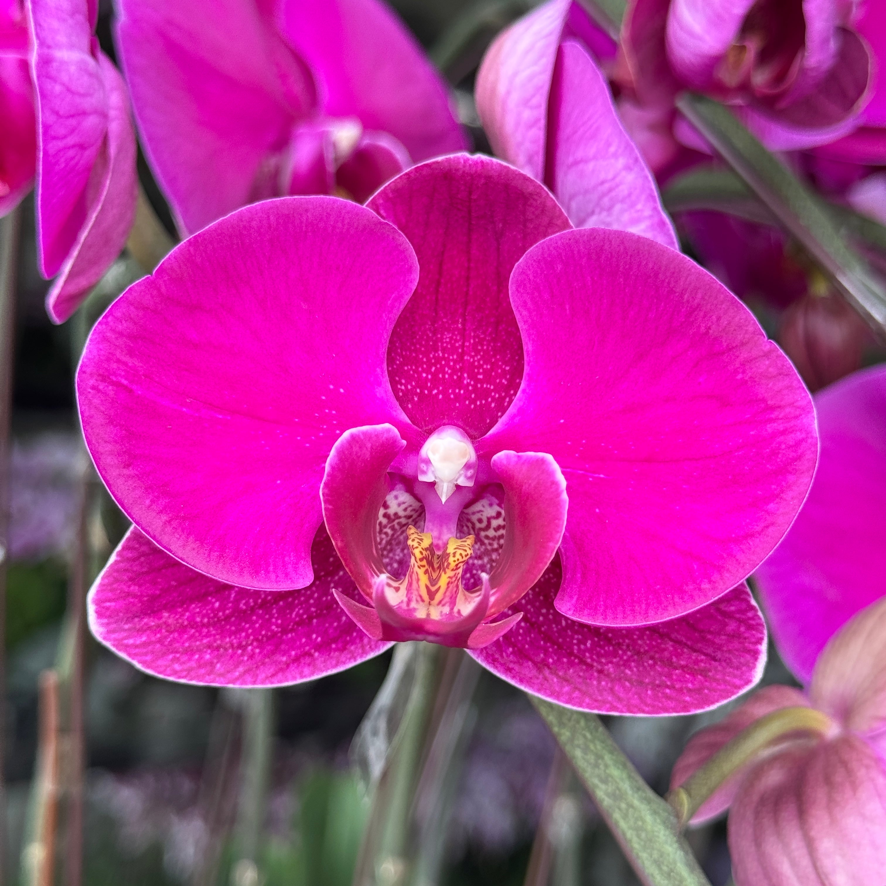 Mrs Grace [ Rich Purple | est. 50 cm Height | Live Orchids ]