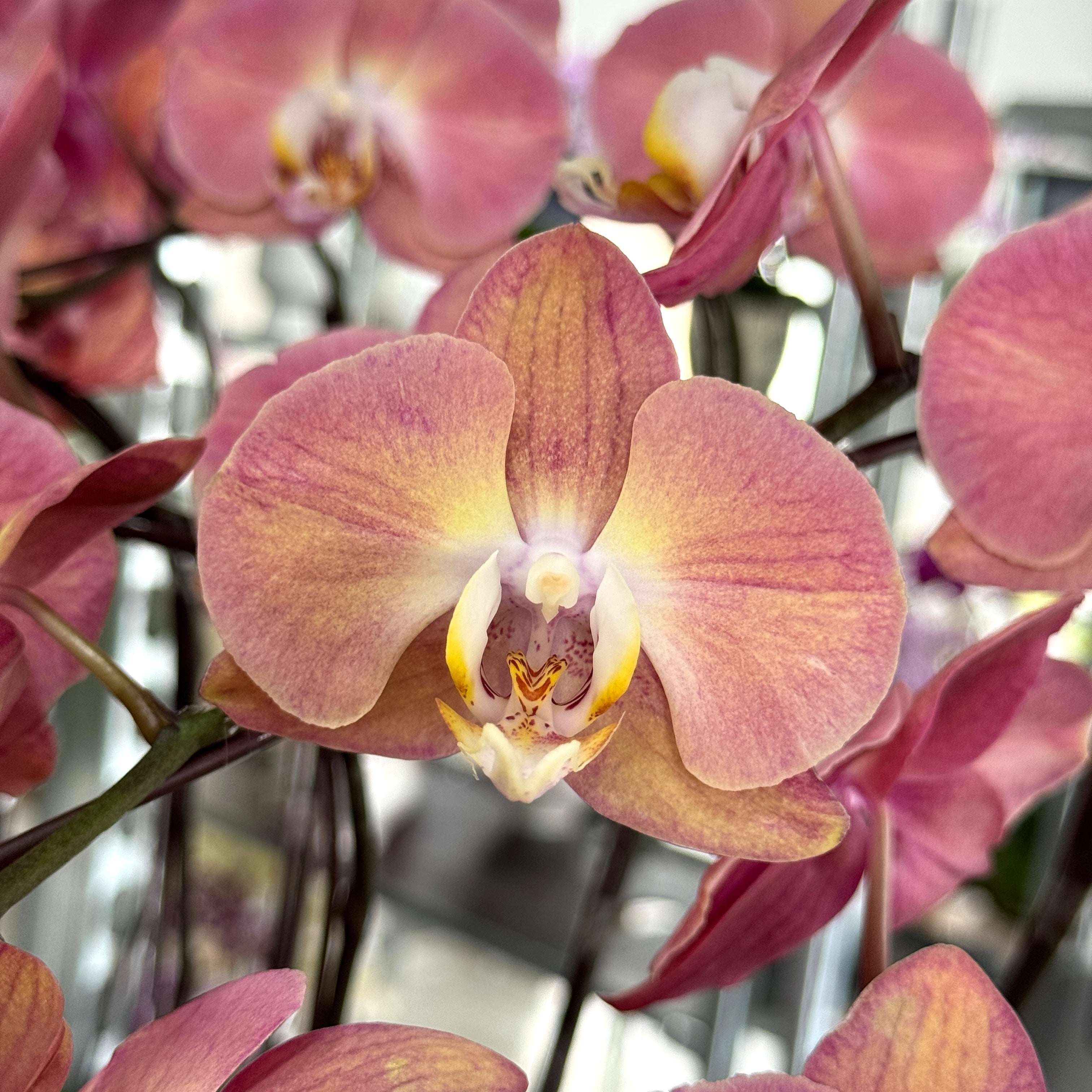 Dear Darling [ Salmon Pink | est. 45 cm Height | Live Orchids ]