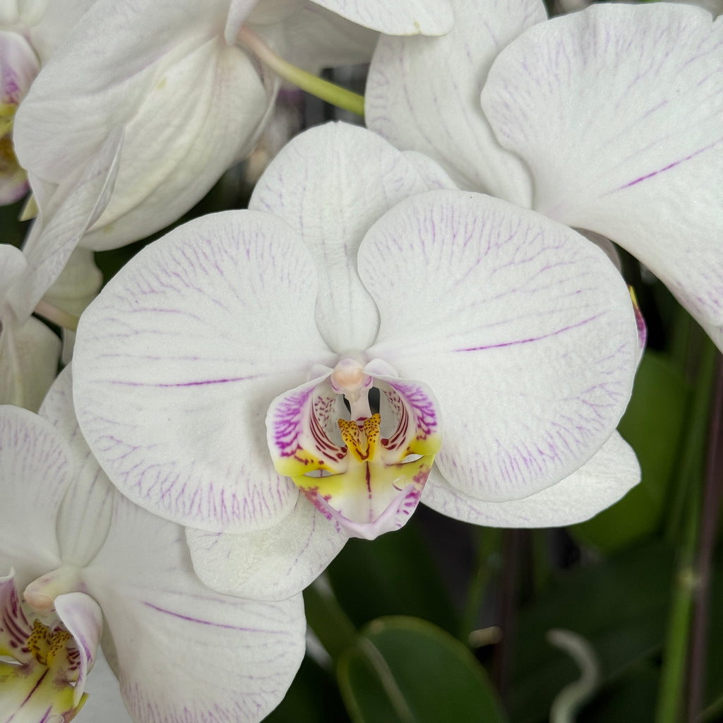 True Love [ White Orchid with Pink Stripes | Live Orchids ]