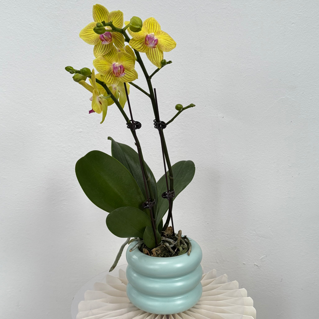 Take Five [ Yellow | est. 45 cm Height | Live Orchids ]