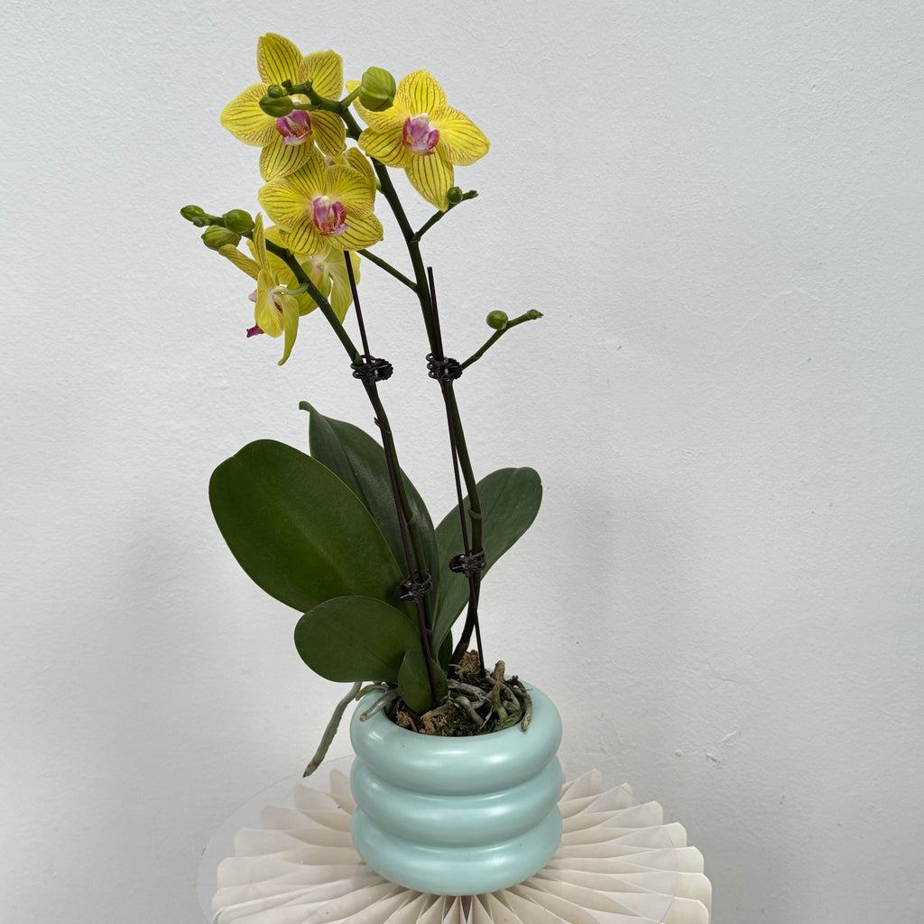 Take Five [ Yellow | est. 45 cm Height | Live Orchids ]
