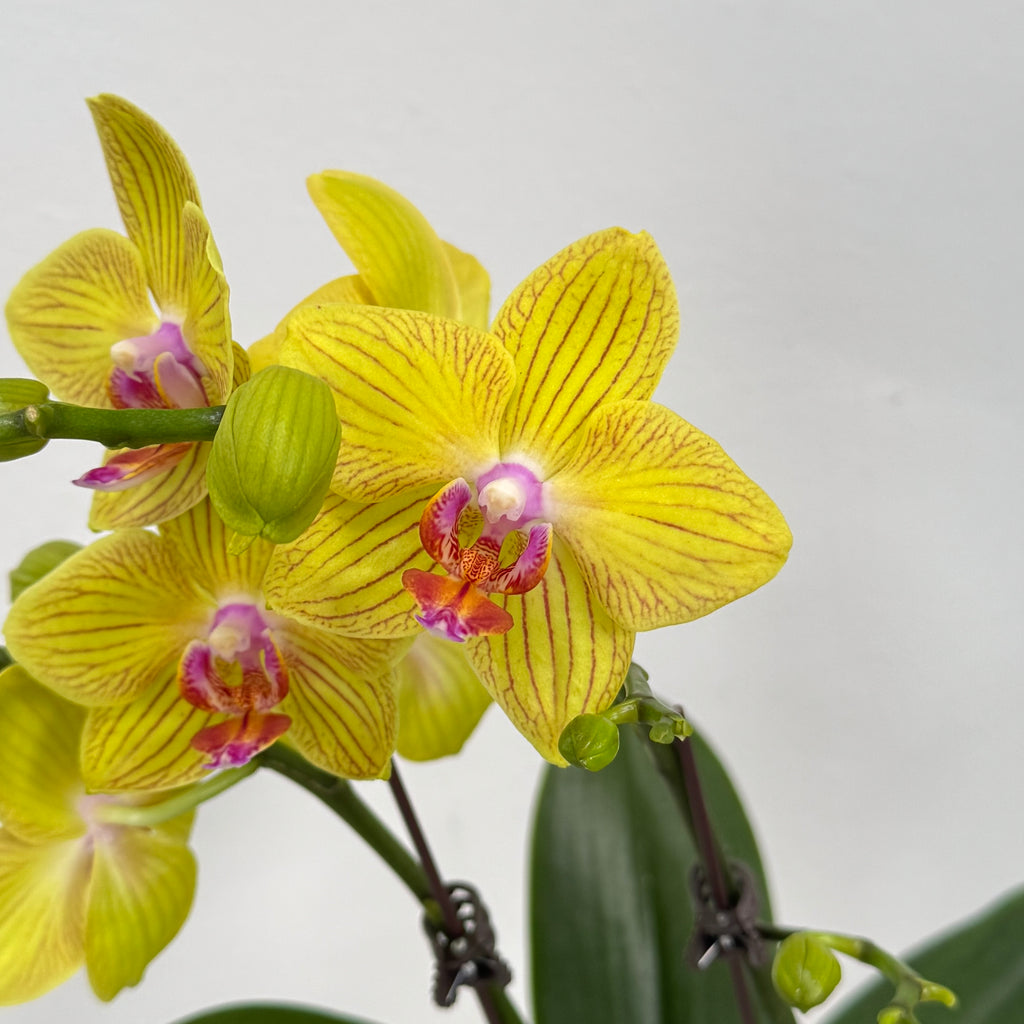 Take Five [ Yellow | est. 45 cm Height | Live Orchids ]