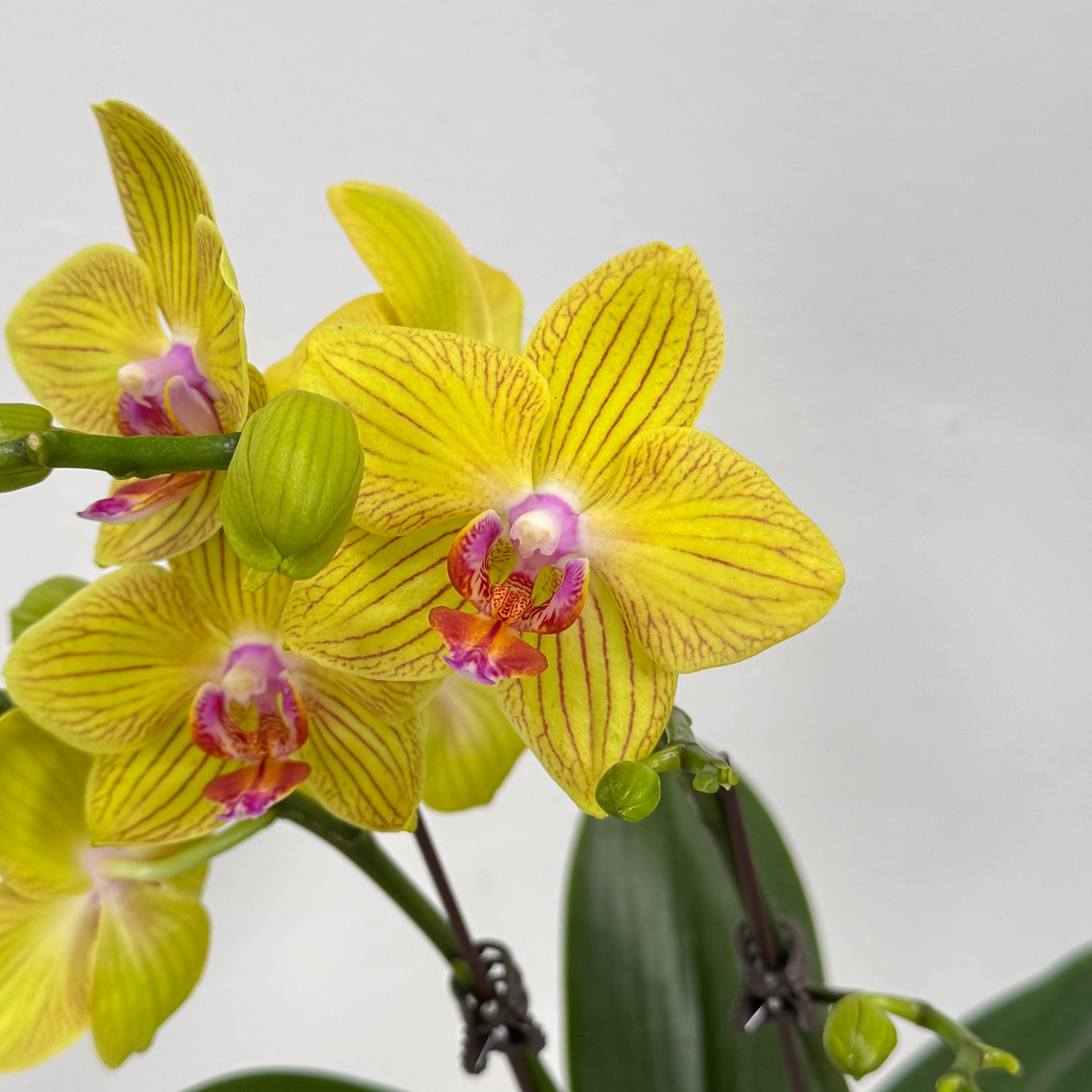 Take Five [ Yellow | est. 45 cm Height | Live Orchids ]