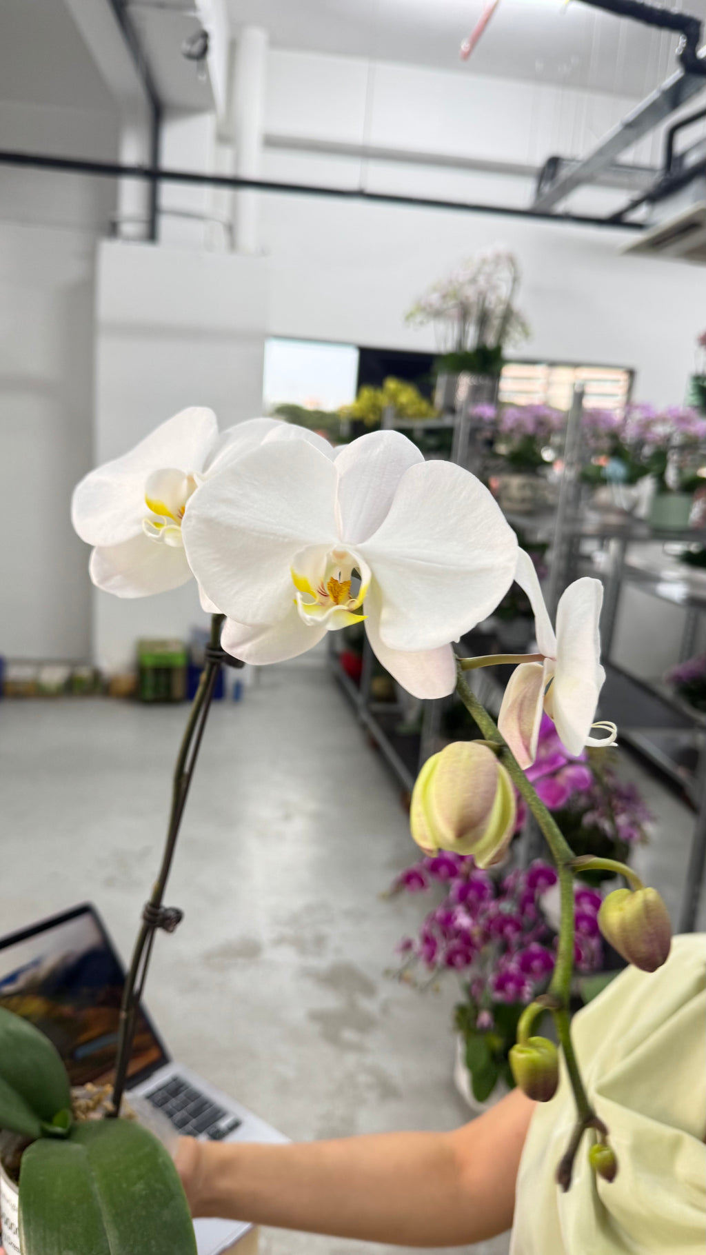 Wedding Dress [ Big White | 50 cm | Live Orchid ]