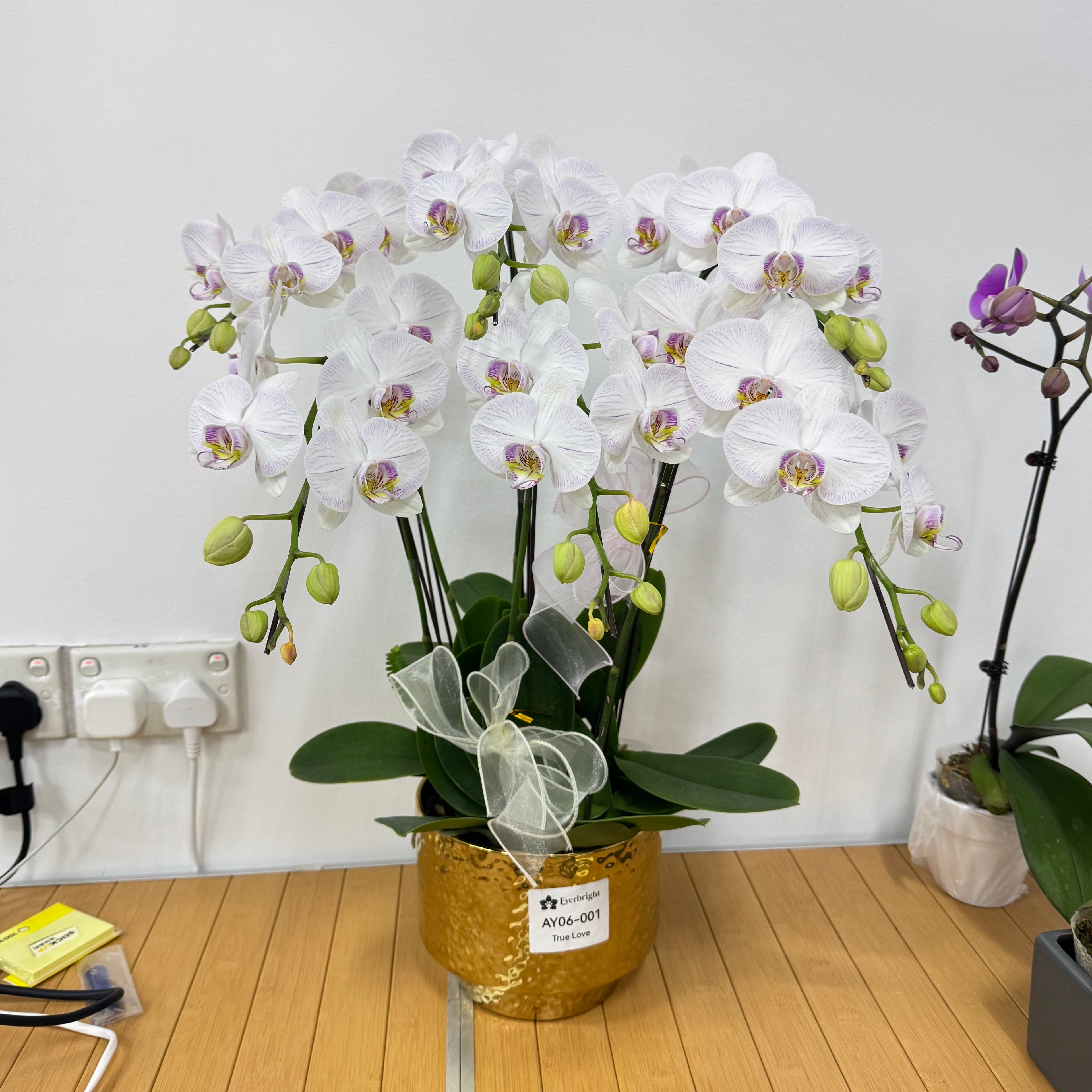 True Love [ White Orchid with Pink Stripes | Live Orchids ]