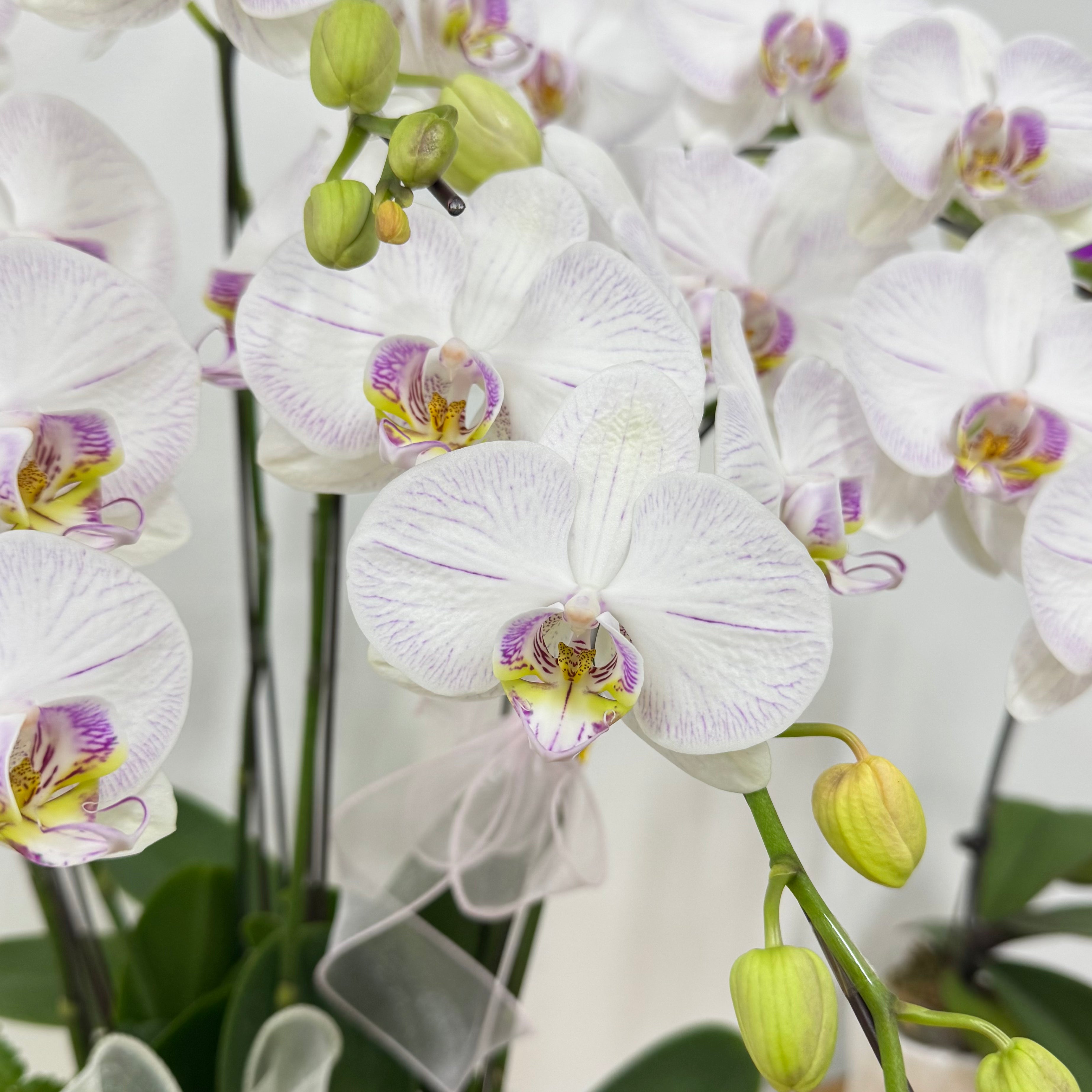 True Love [ White Orchid with Pink Stripes | Live Orchids ]