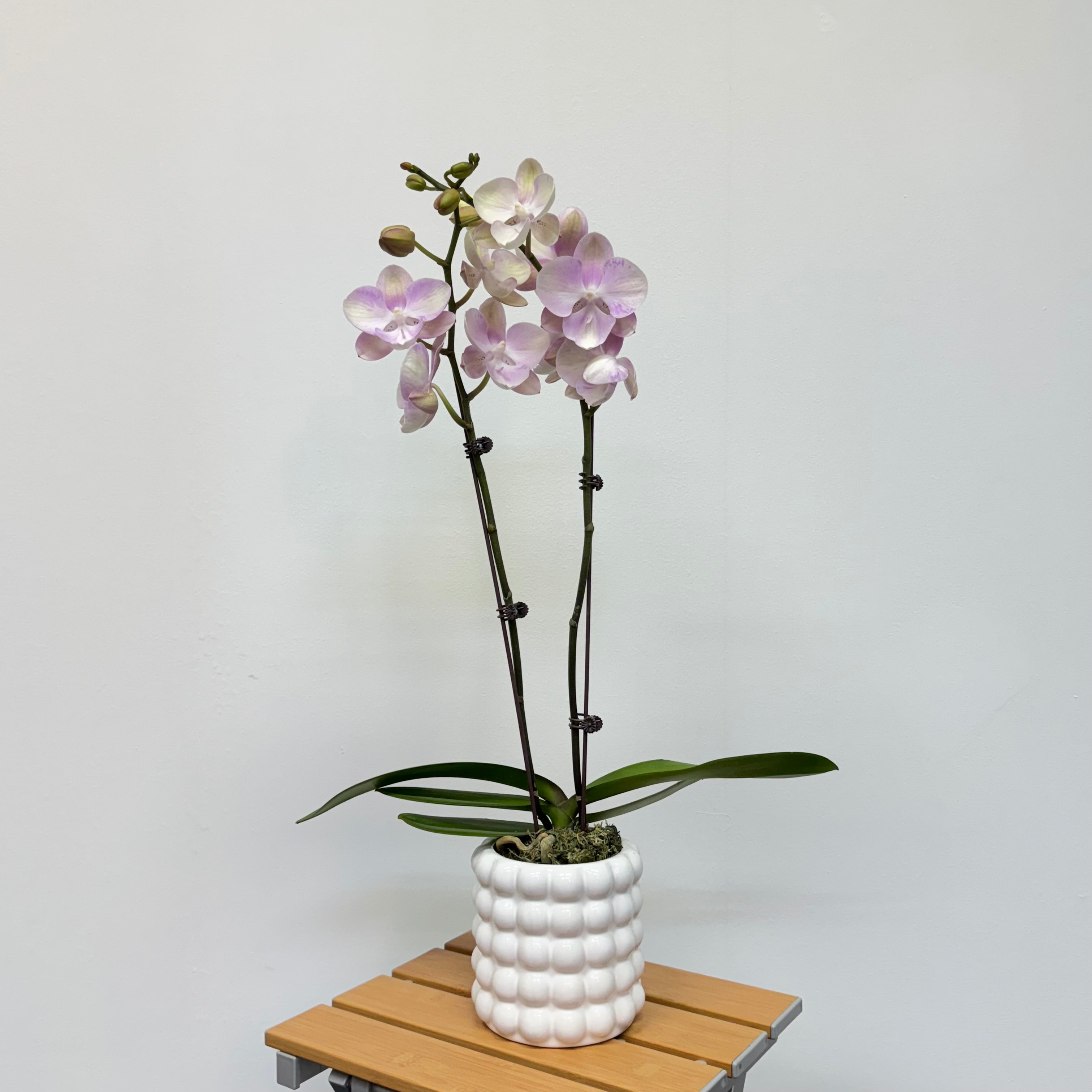 Mochi [ Light Pink | 45 cm | Live Orchids ]