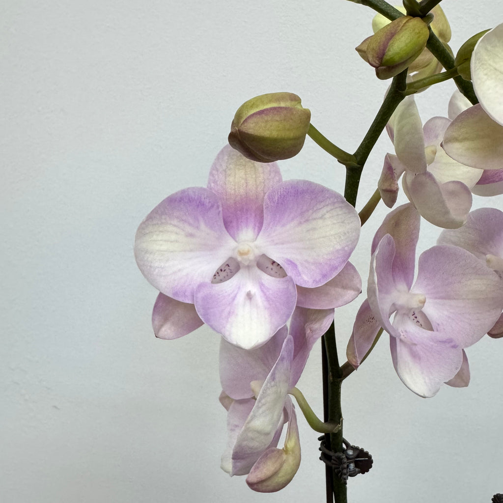 Mochi [ Light Pink | 45 cm | Live Orchids ]