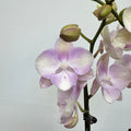 Mochi [ Light Pink | 45 cm | Live Orchids ]