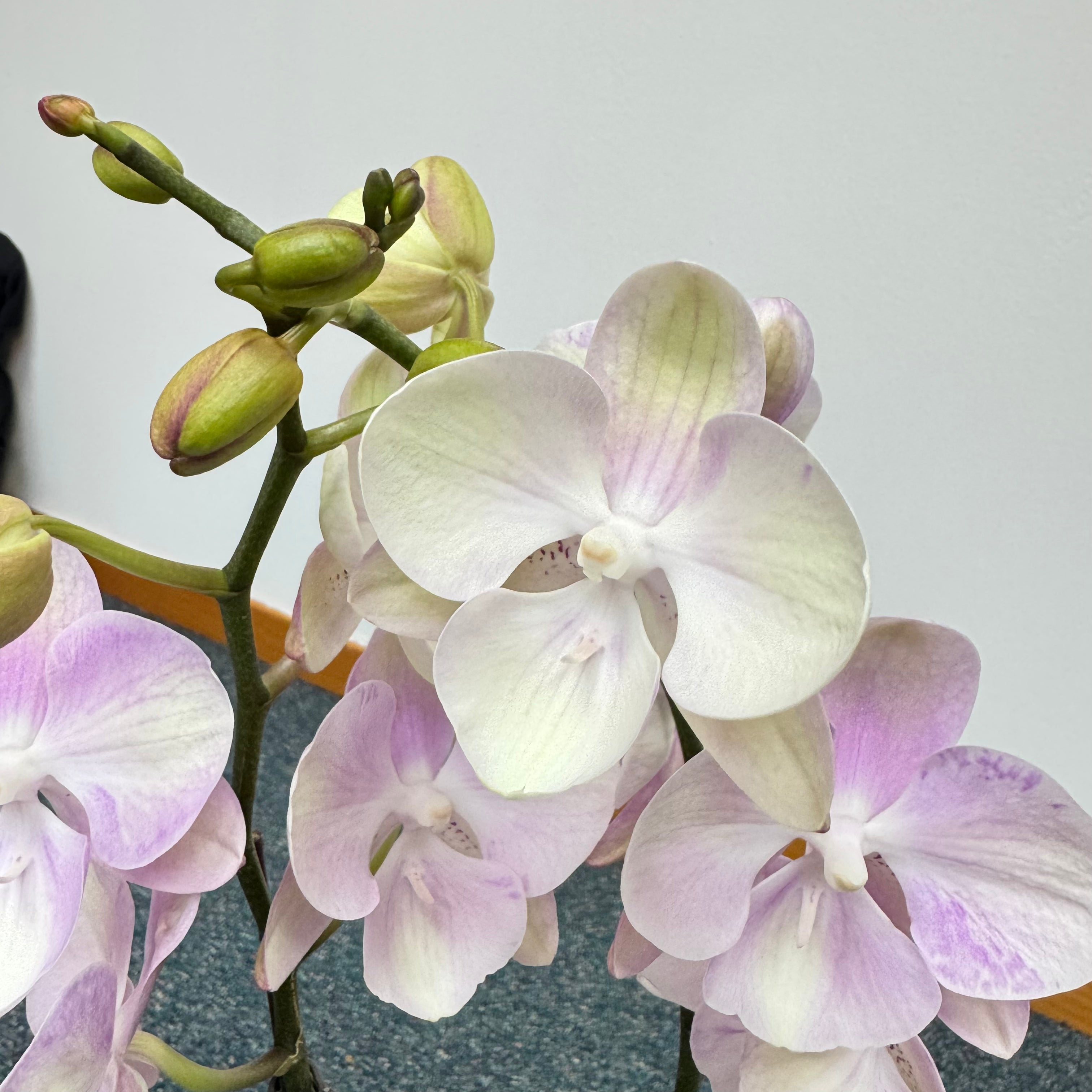 Mochi [ Light Pink | 45 cm | Live Orchids ]