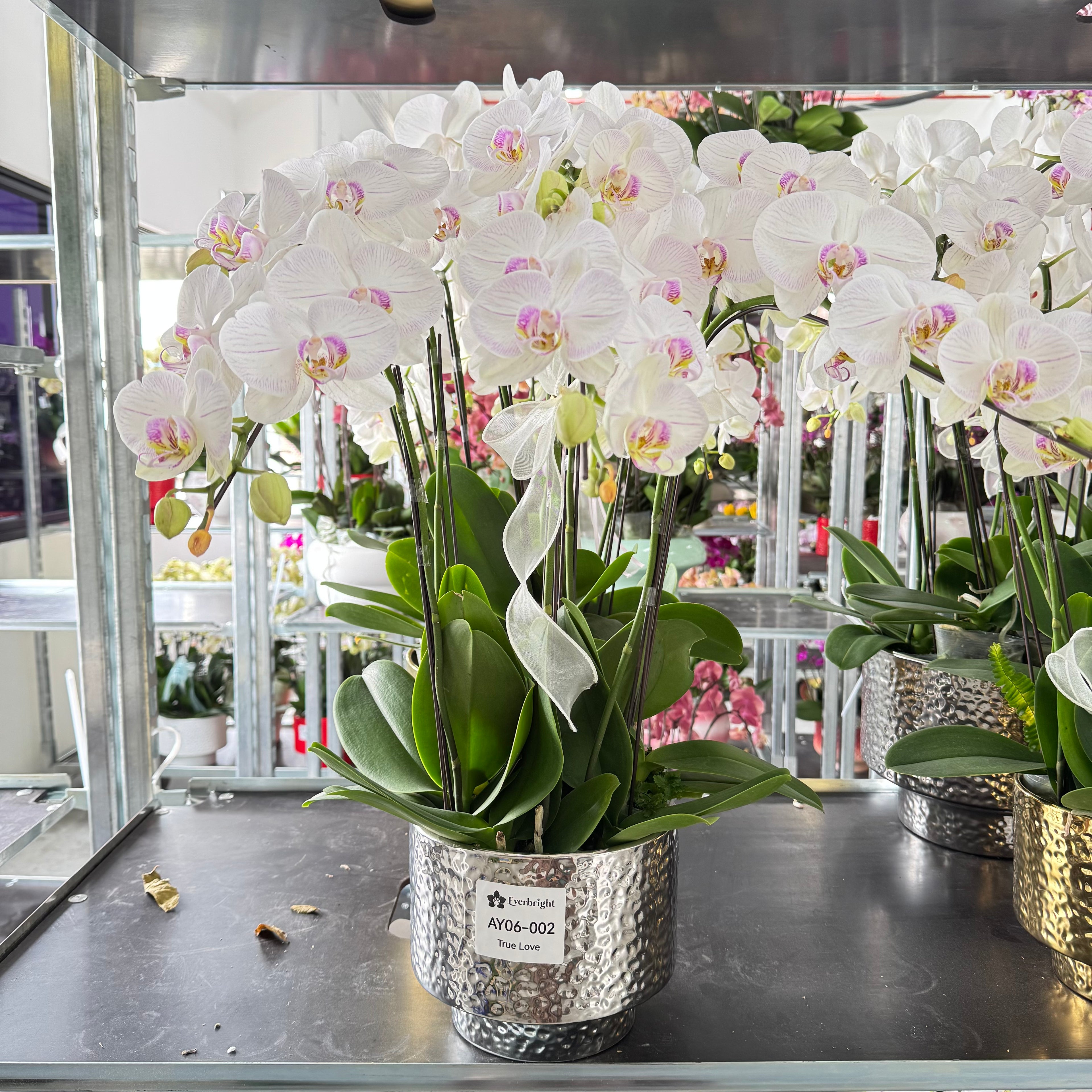 True Love [ White Orchid with Pink Stripes | Live Orchids ]