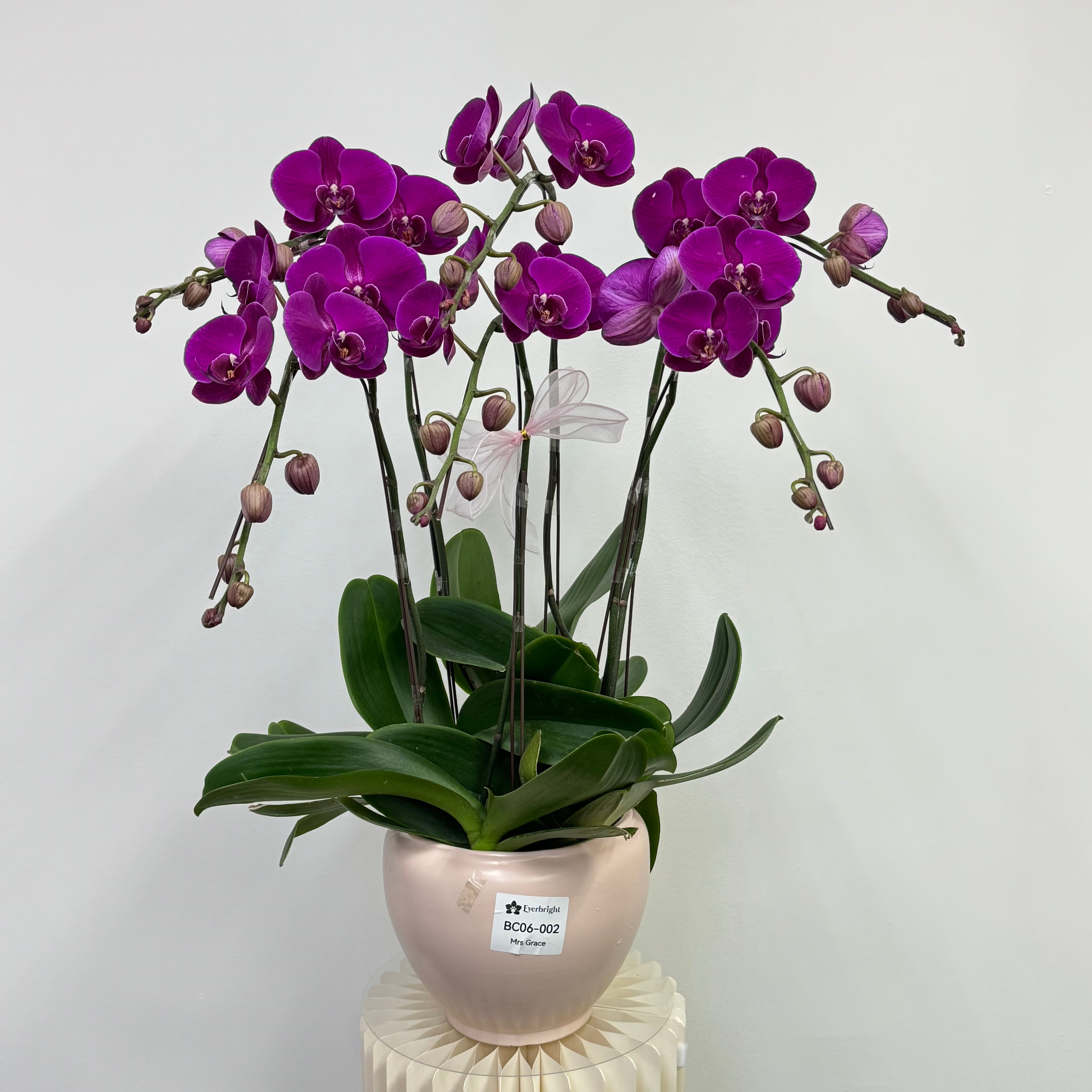 Mrs Grace [ Rich Purple | est. 50 cm Height | Live Orchids ]