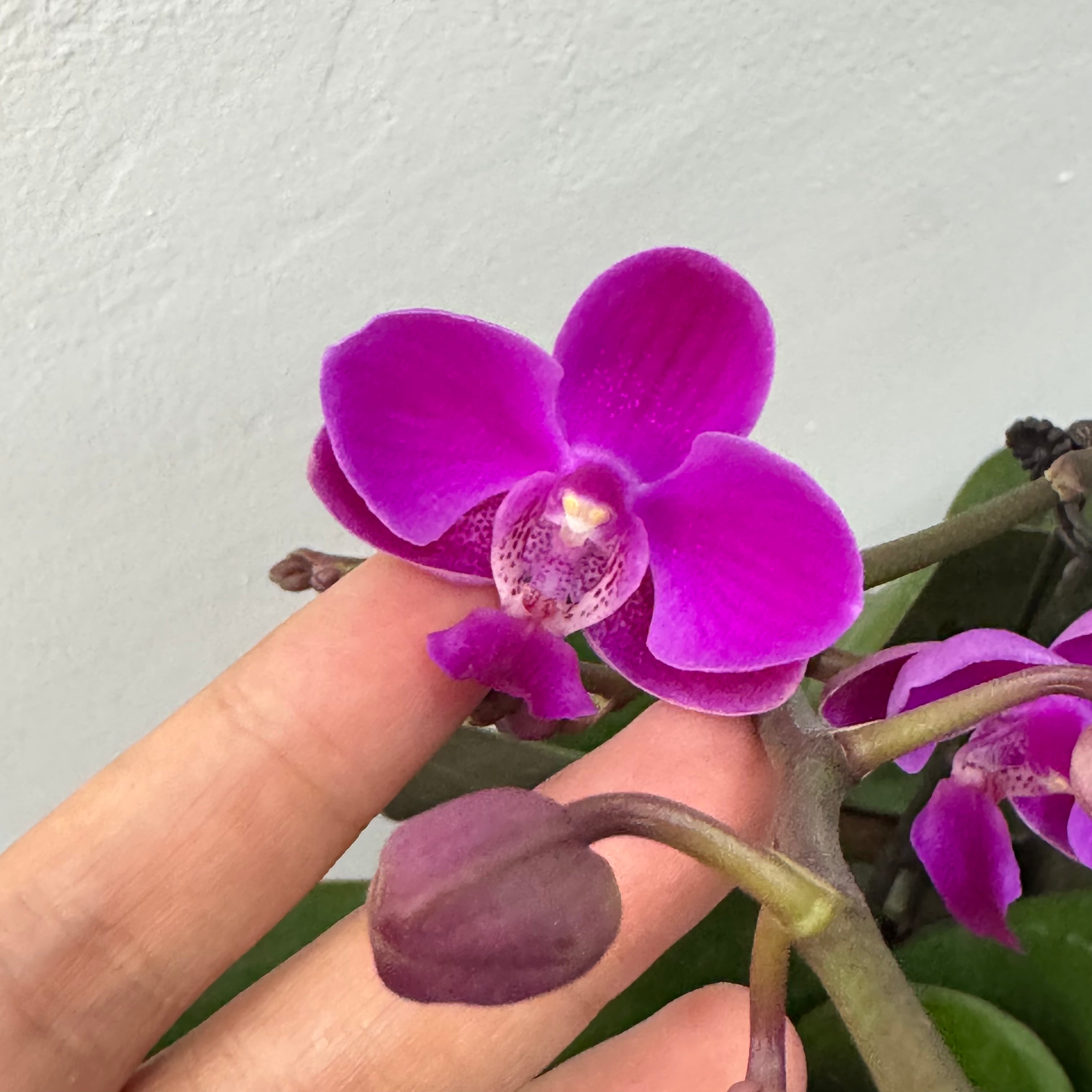 Lollipop [ Bright Purple | Live Small Orchids ]