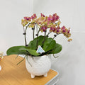 Lightning [Dark Red with Yellow Stripes | Est 50cm | Live Orchids ]