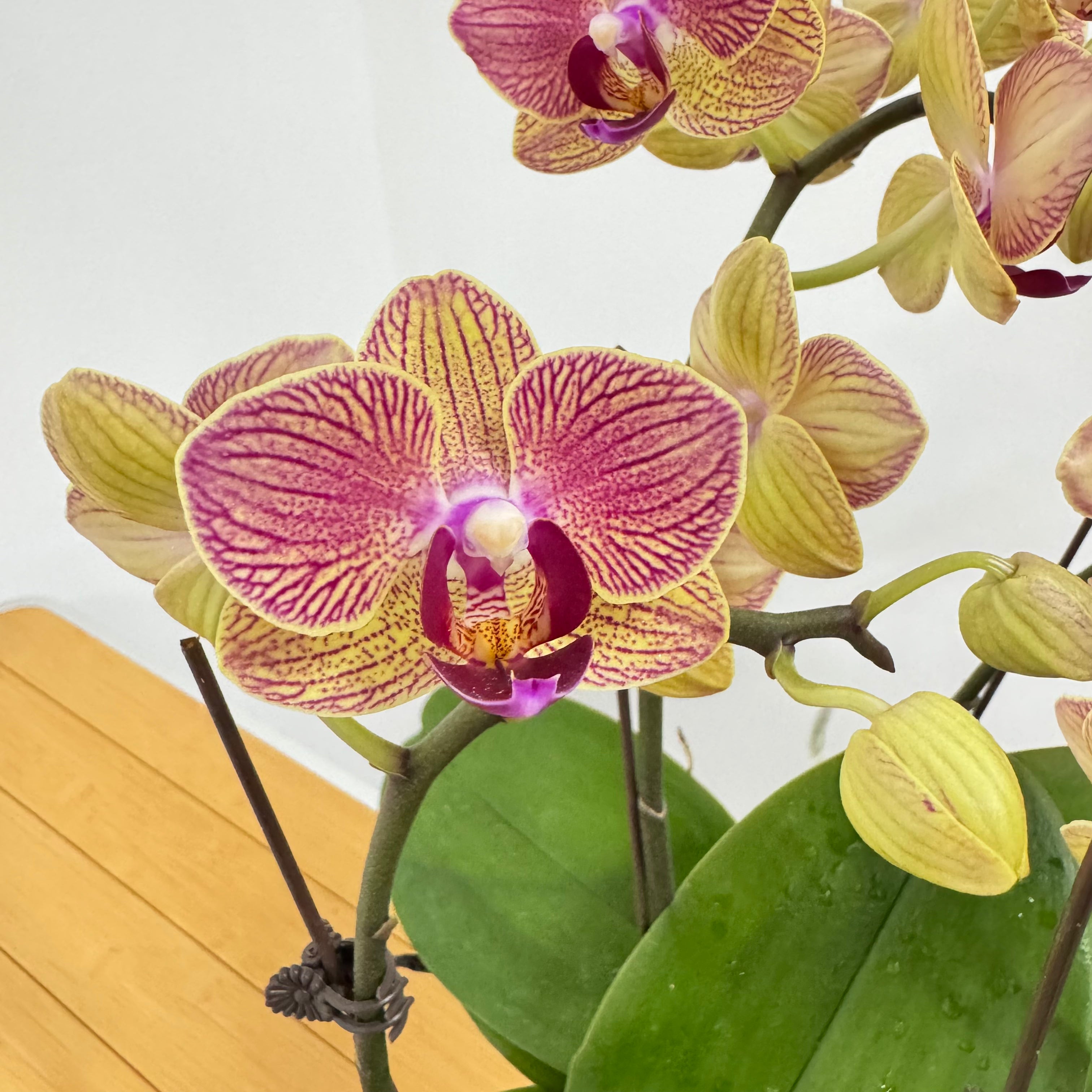 Lightning [Dark Red with Yellow Stripes | Est 50cm | Live Orchids ]