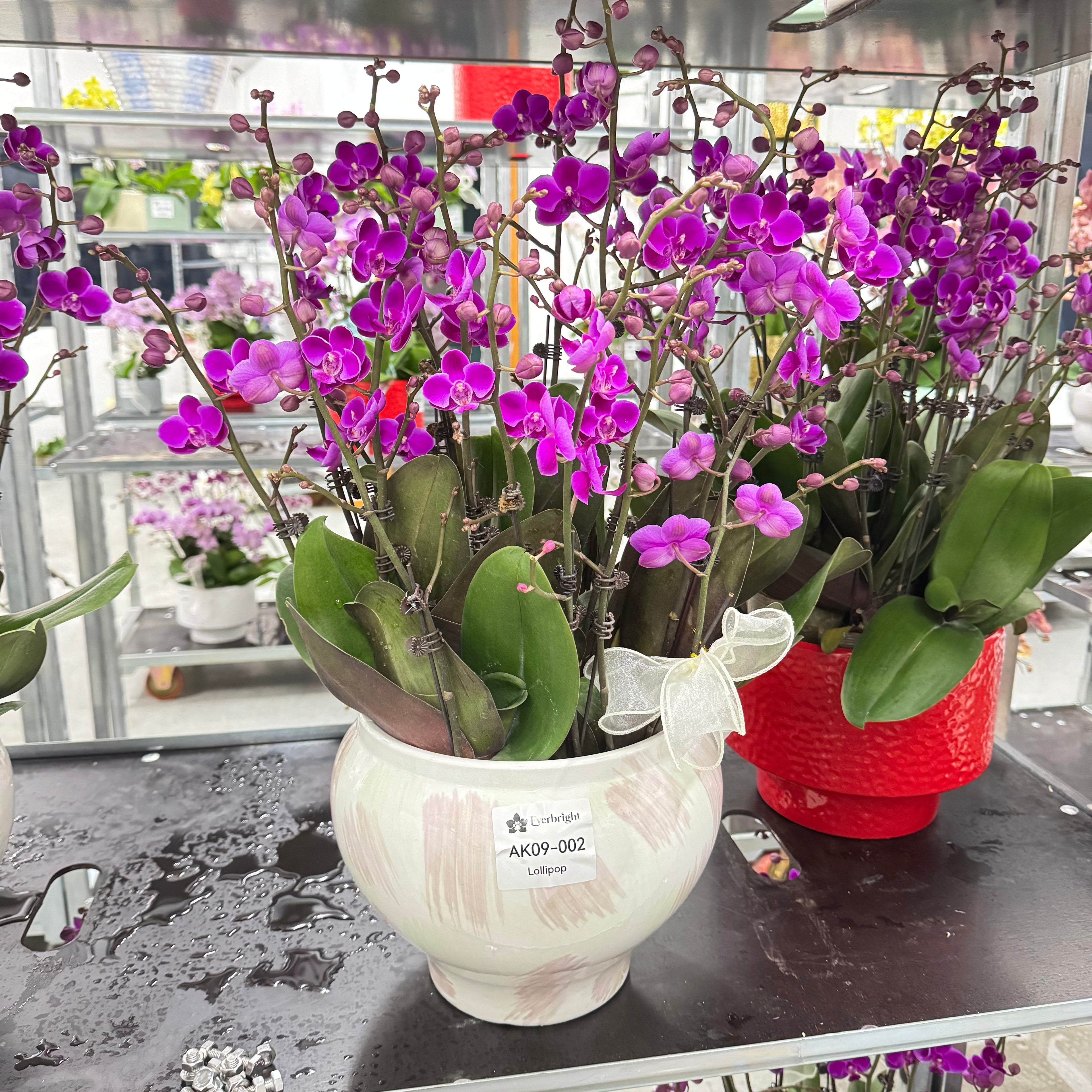 Lollipop [ Bright Purple | Live Small Orchids ]