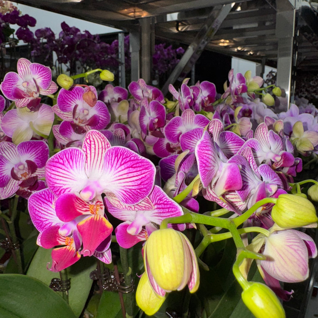 $15 Christmas Orchid Sprint! [ NO POT | LIVE SPECIAL | 5 Colour All Single Orchids ]