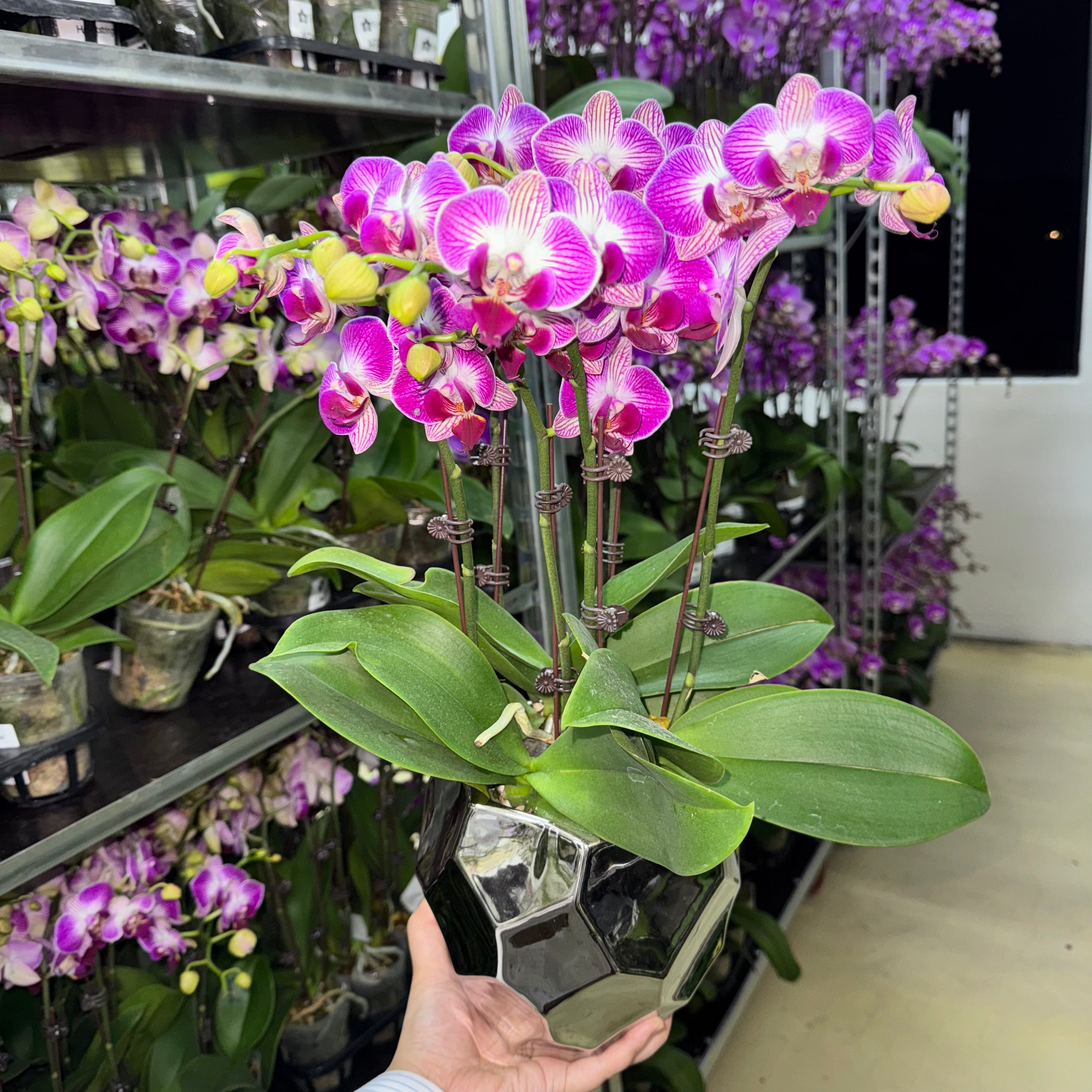 Heart Strings [ Dark Purple with White Core | Live Orchids ]