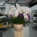 True Love [ White Orchid with Pink Stripes | Live Orchids ]